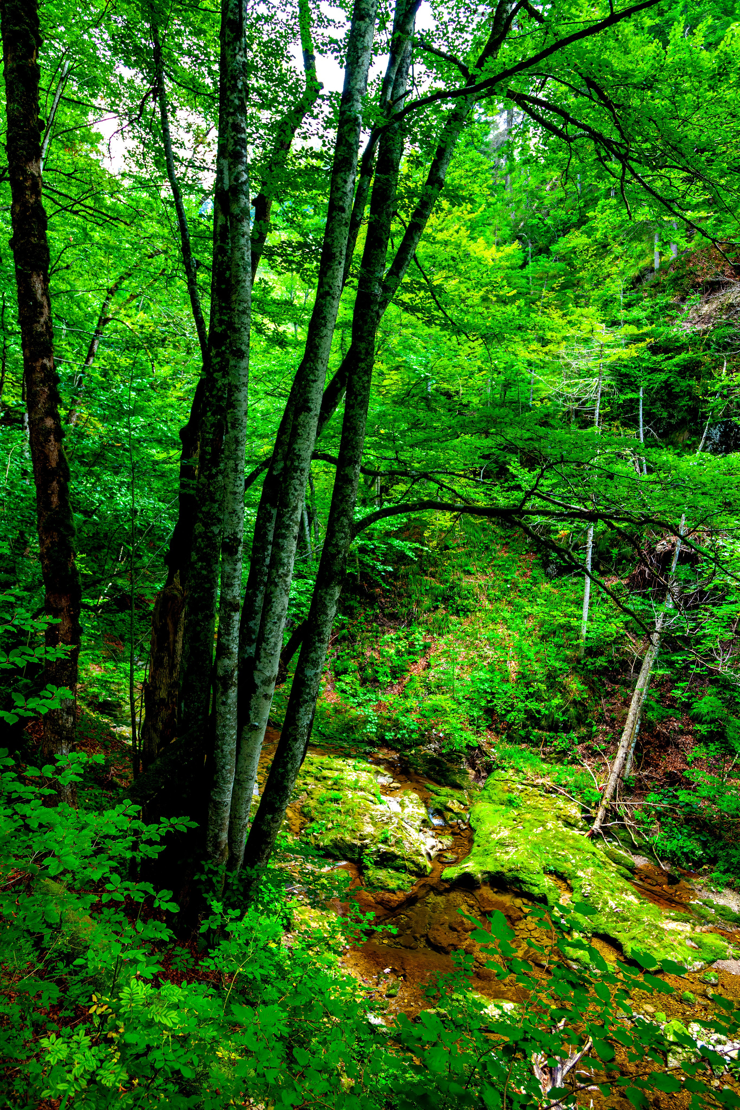 197.Ötscher Base Nature Park.Austria.21.8.2025. Путешествия в формате 360......