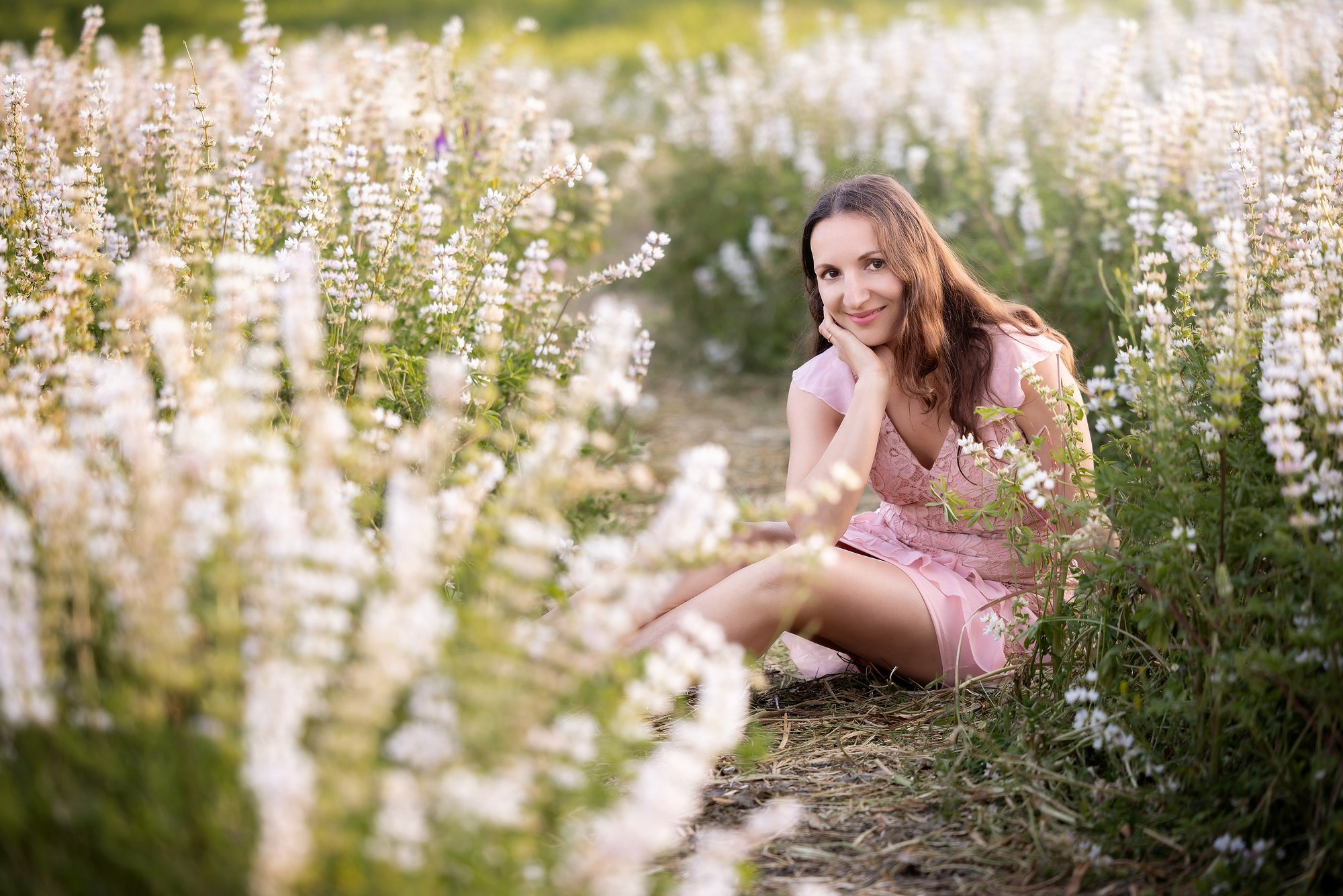 Lupines Story. Photographer is San Jose, Iryna Novosyolova