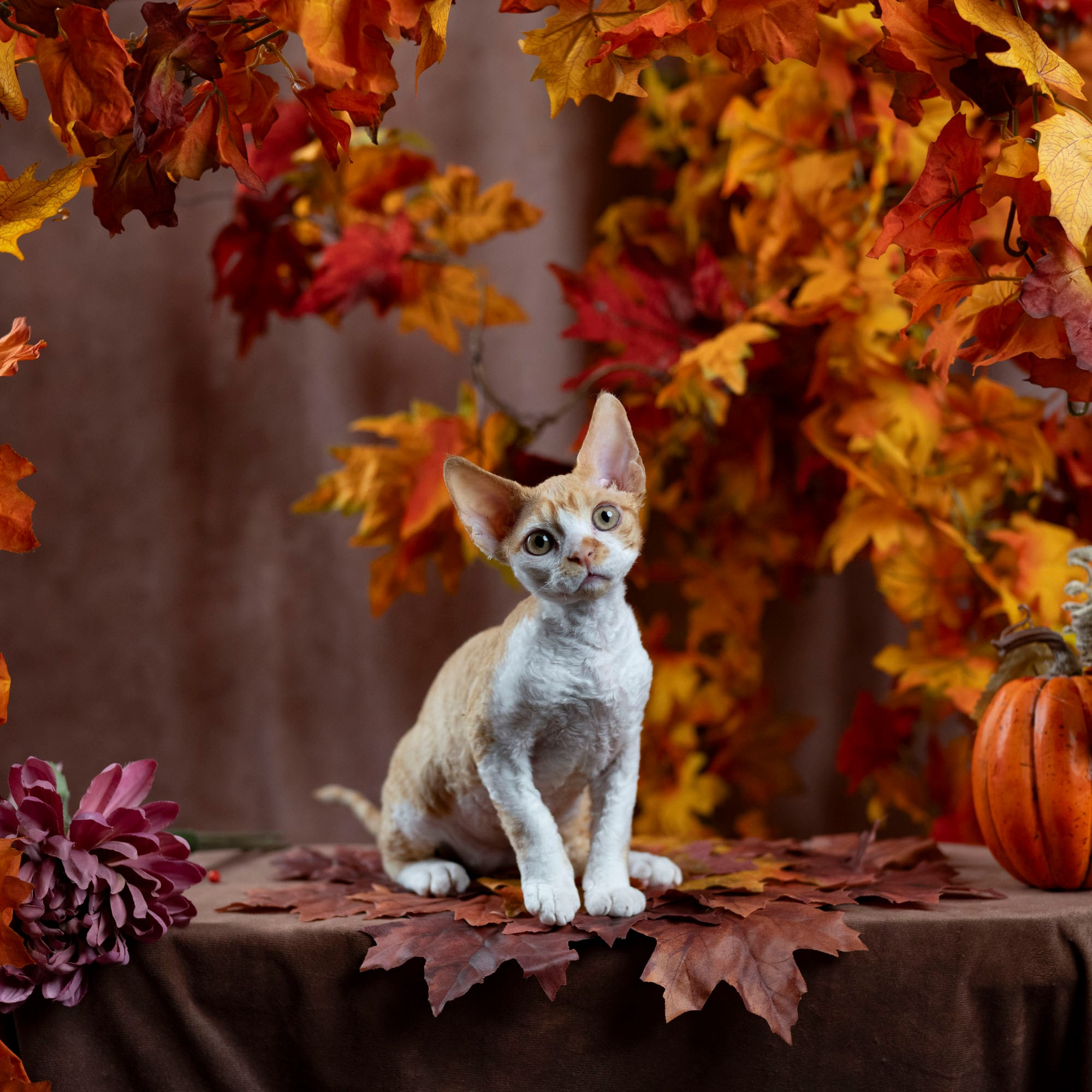 Buster, Boy, born on 29.07.23, SOLD. Devon Rex Pixie Cattery