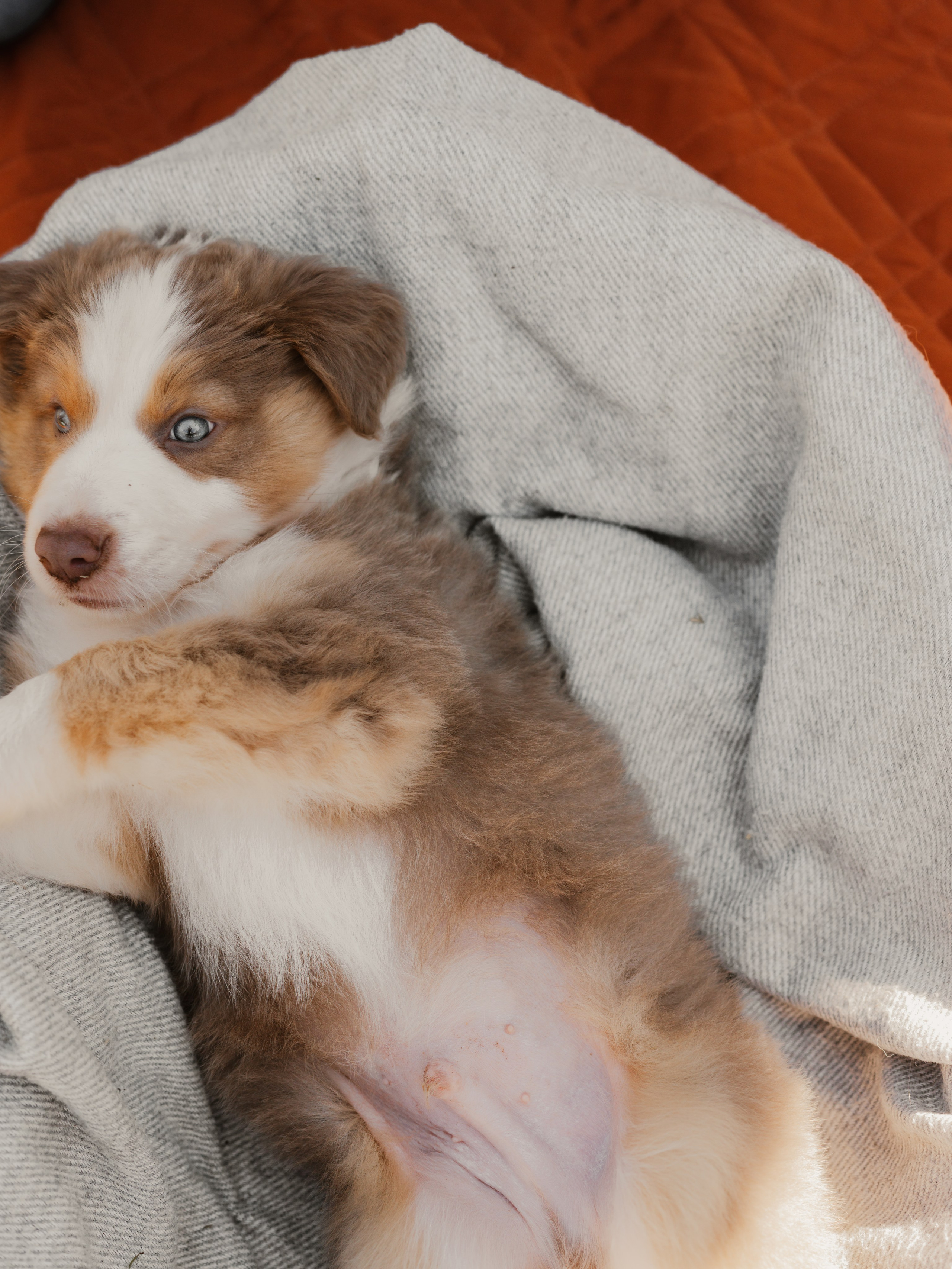 Goldies Collies — Pups. Natural and candid photography Jean Santiago
