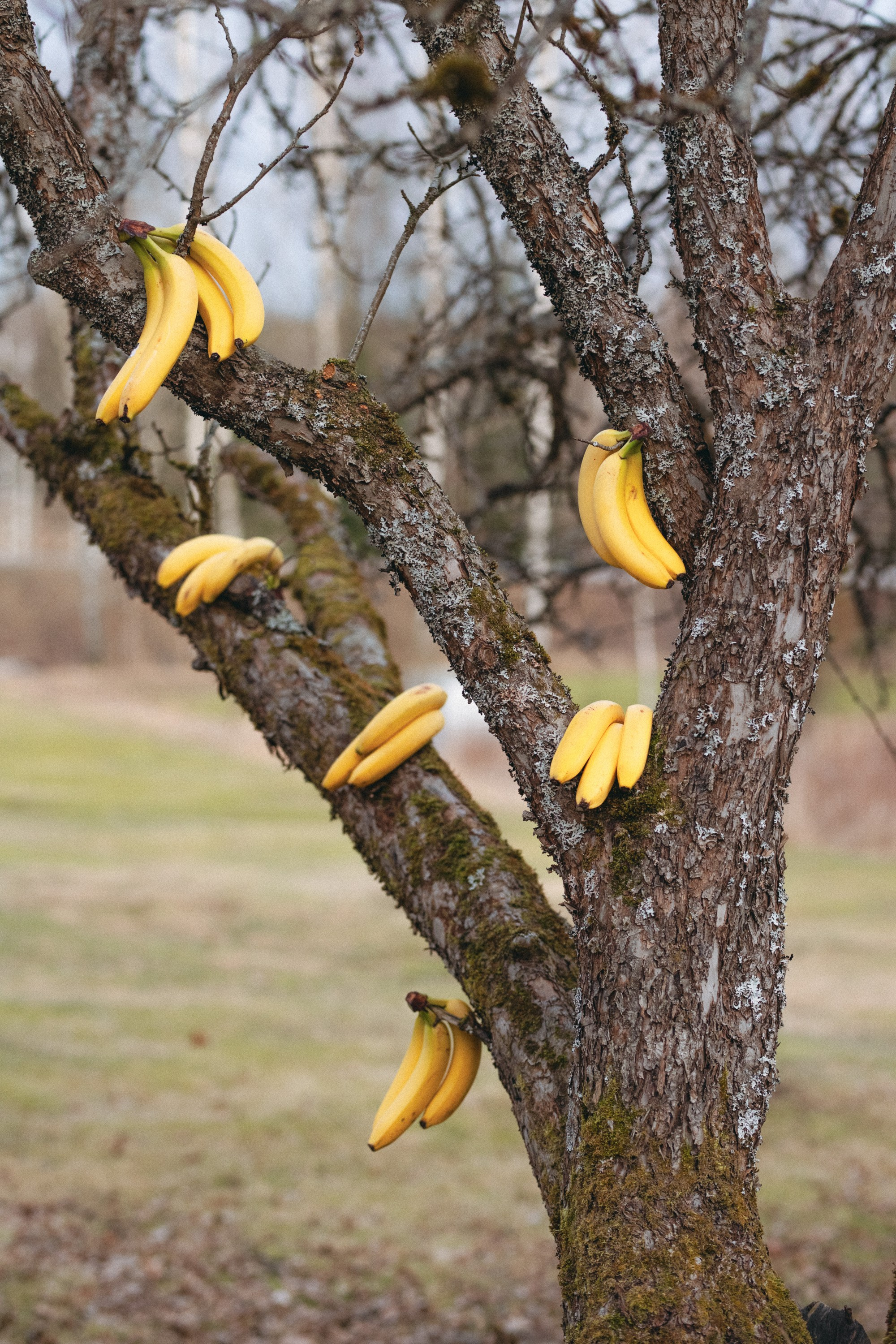 banaanit roikkuvat puussa