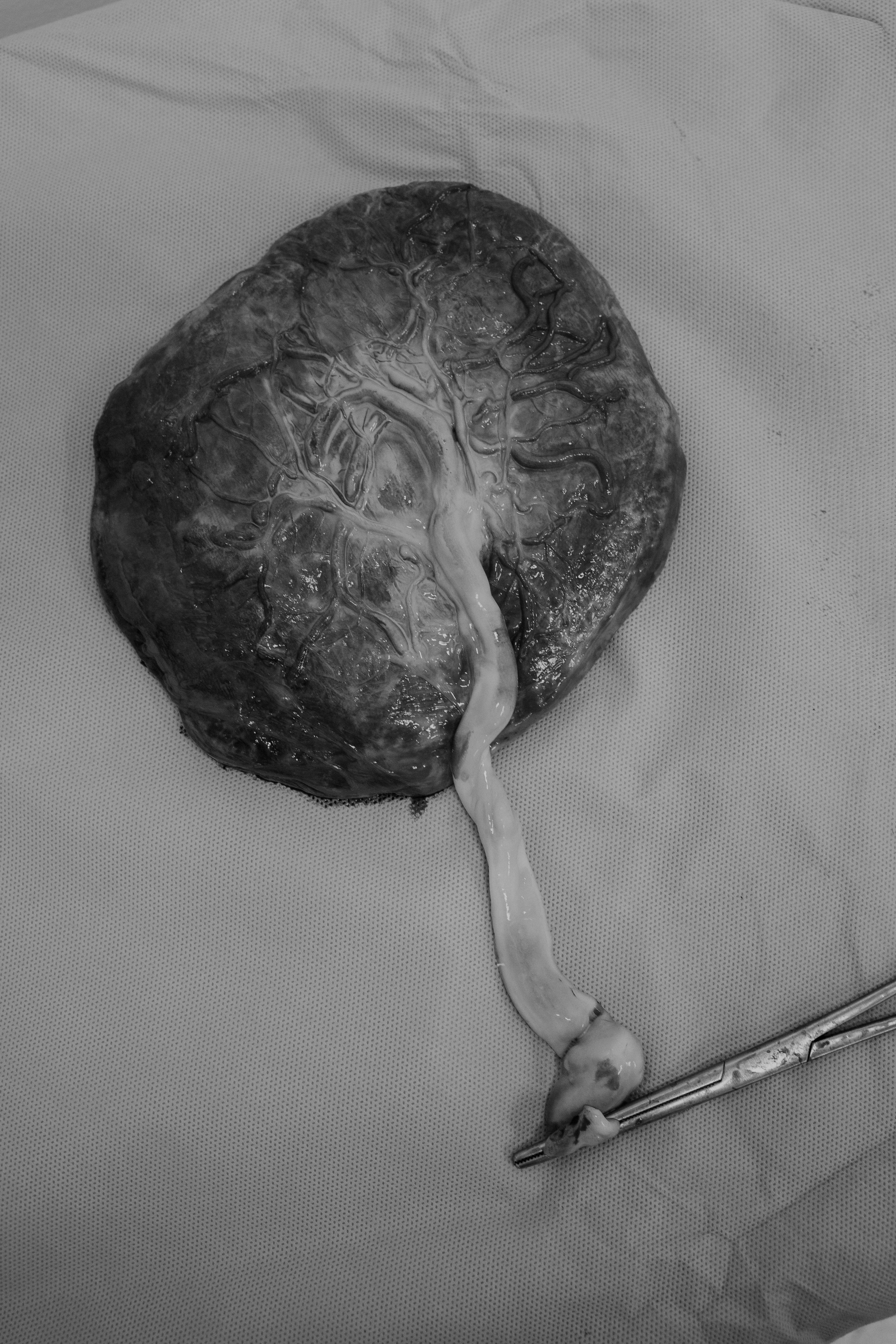 Nascimento Maria Cecília