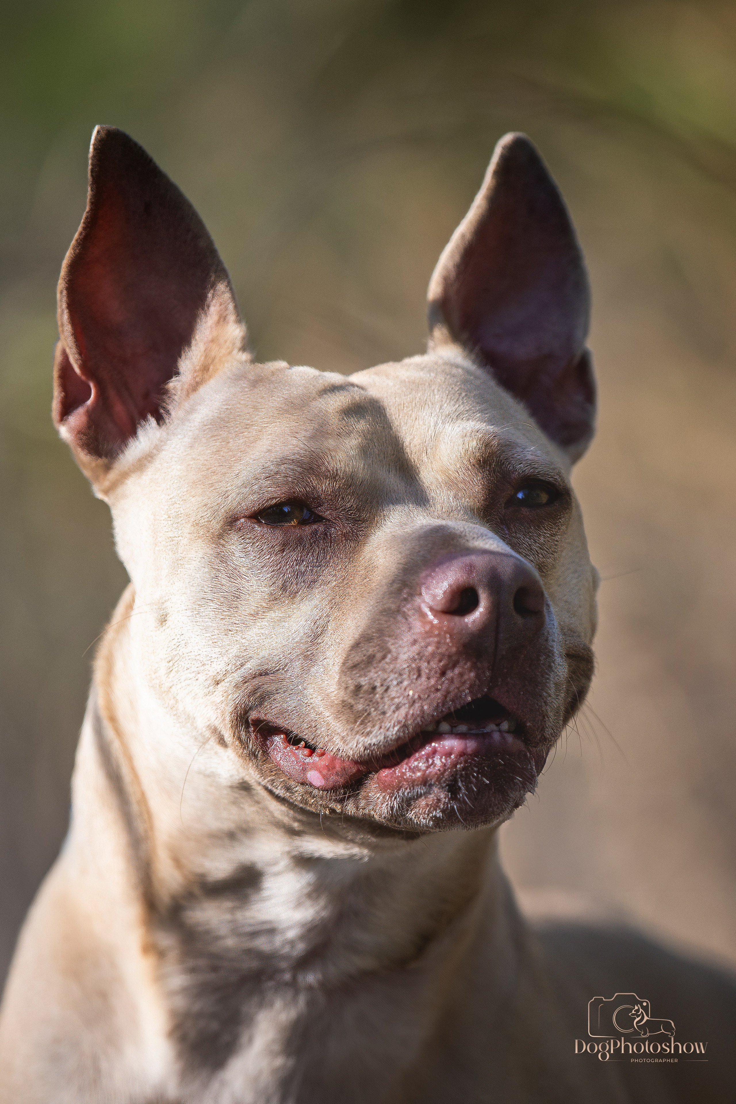 📸 12. Katerina Royter Pet Photographer North Florida