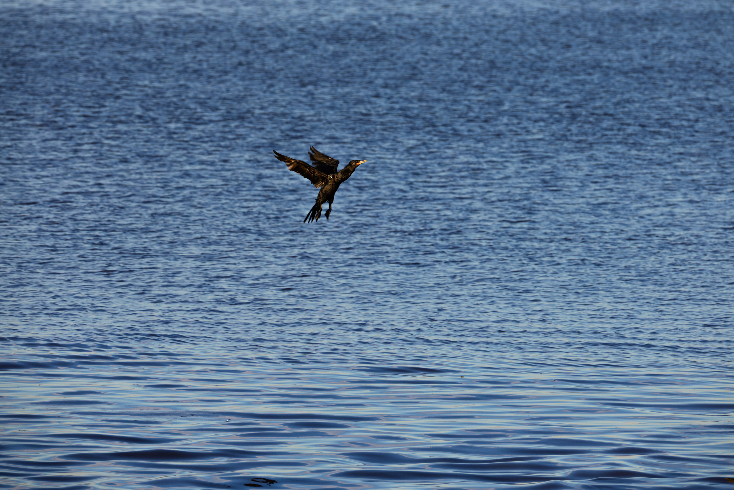 WildLife. Фотограф в Буэнос-Айресе
