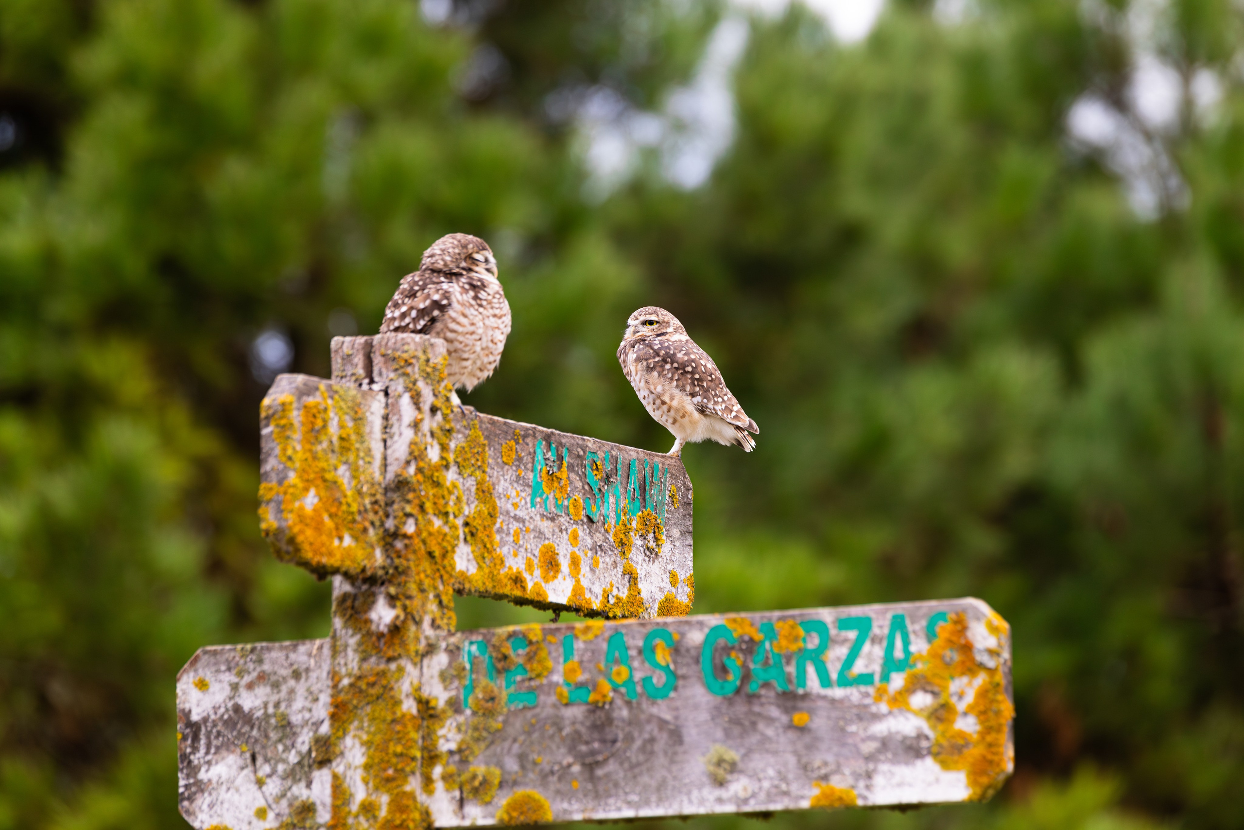 WildLife. Фотограф в Буэнос-Айресе