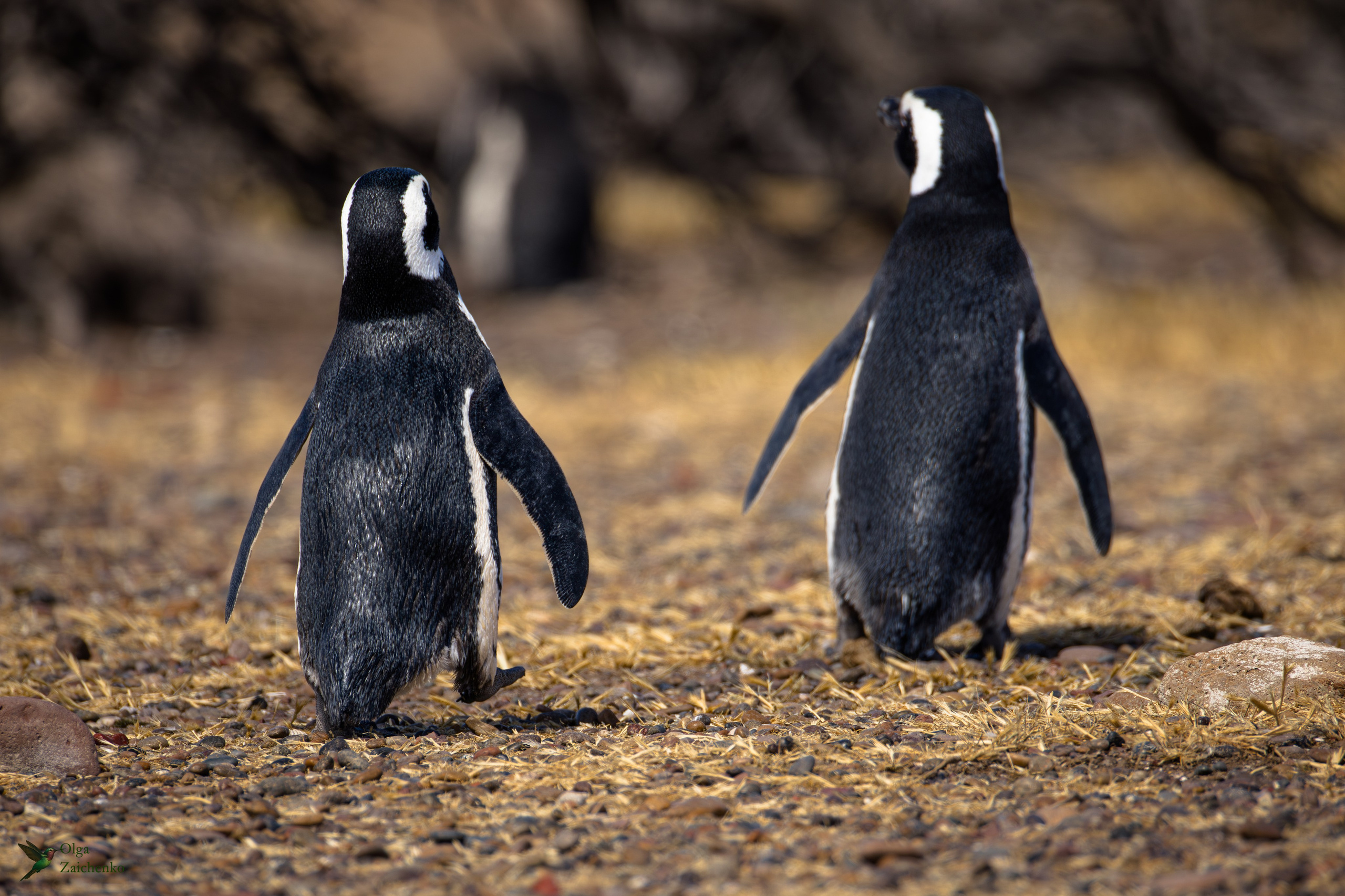 Магелланов пингвин