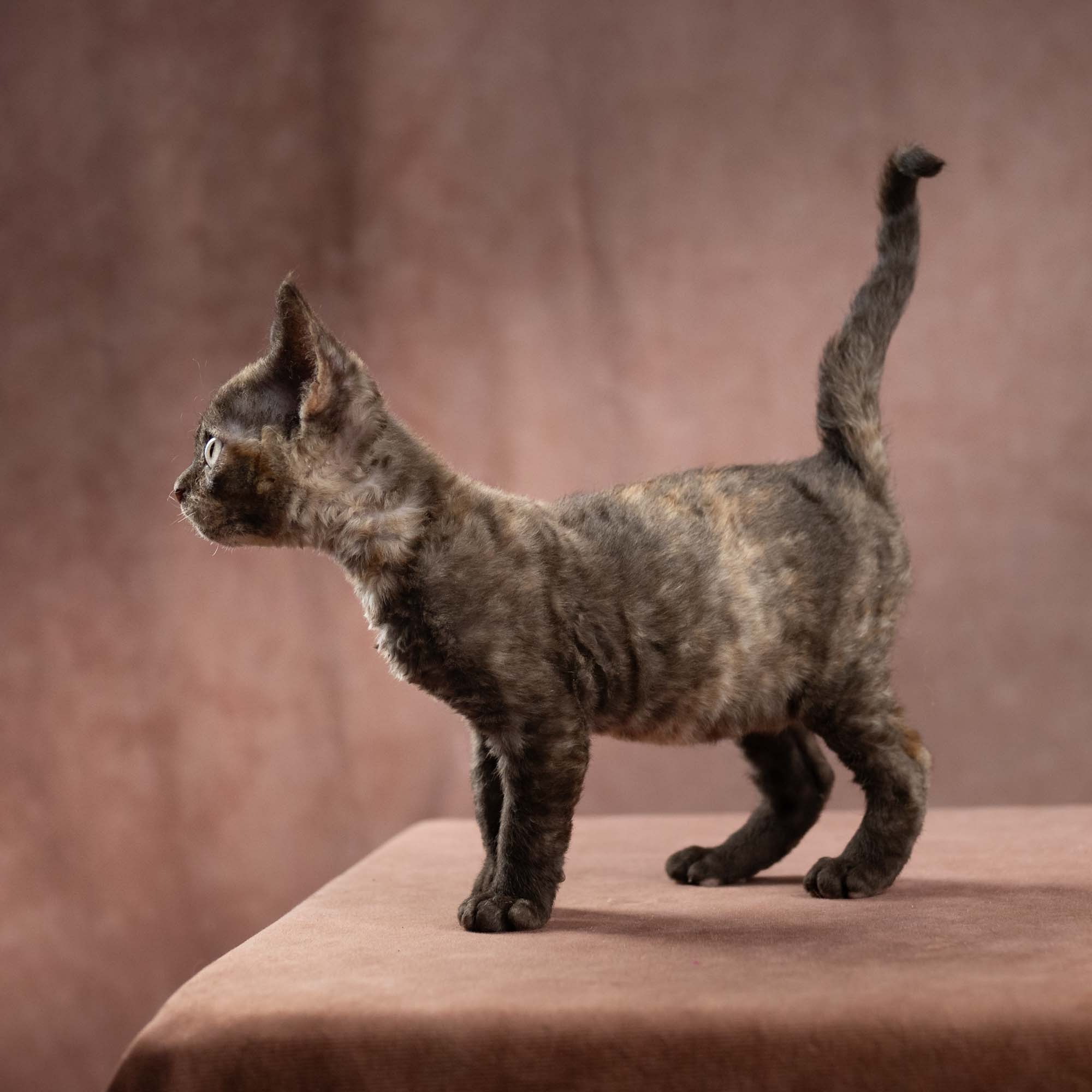 Dory, girl, born on 06.06.24 SOLD. Devon Rex Pixie Cattery