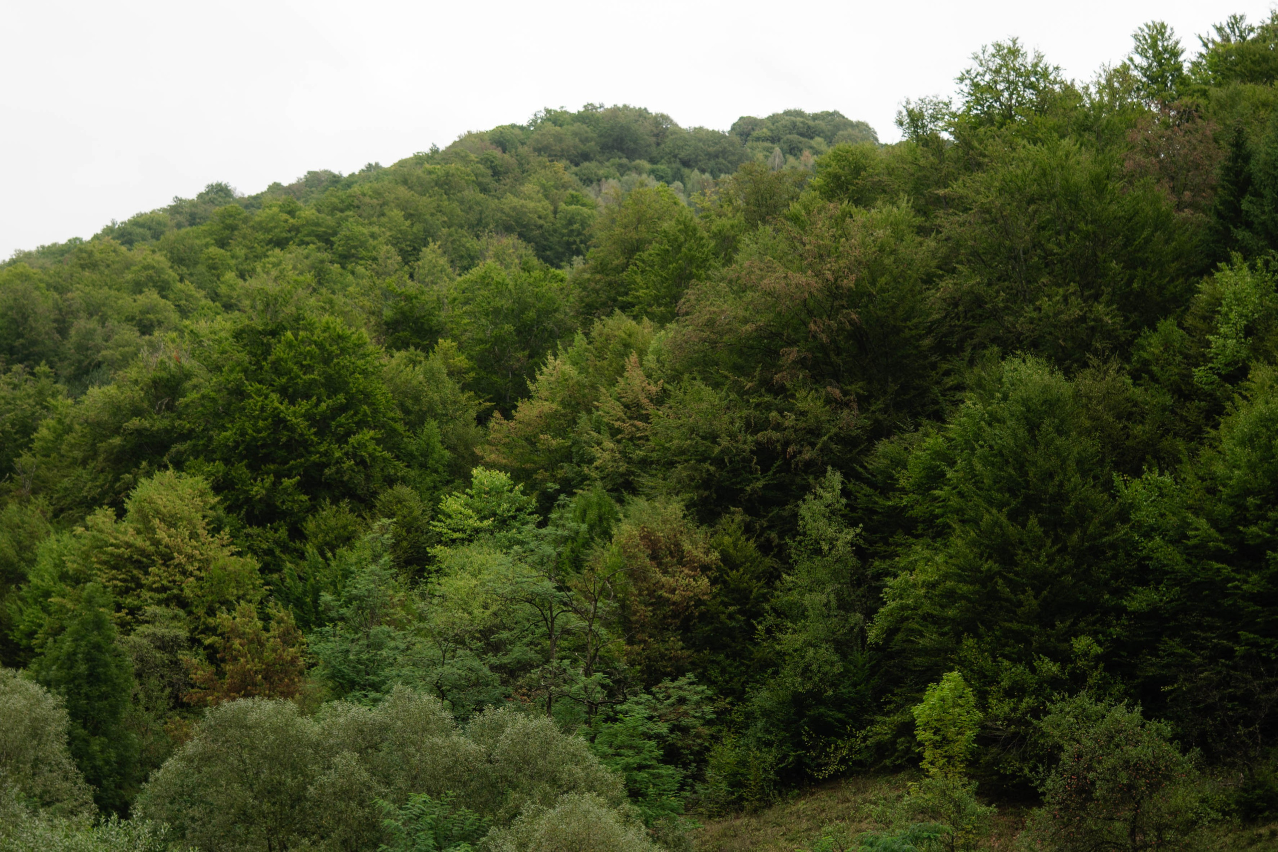 Bianca + Mihai. Alexandra Hanu Photographer