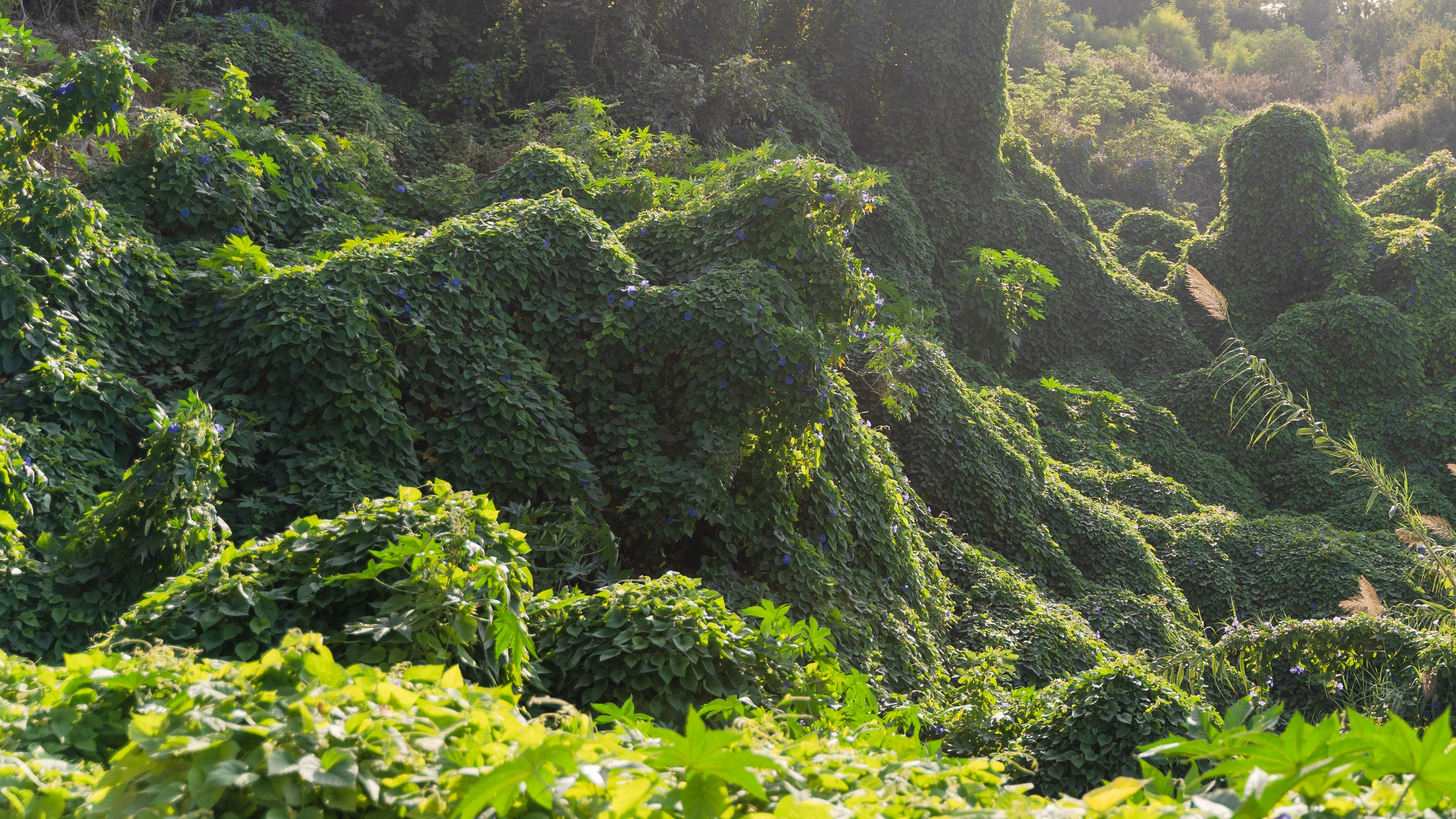 Weddings. Maryna Avramenko Photographer