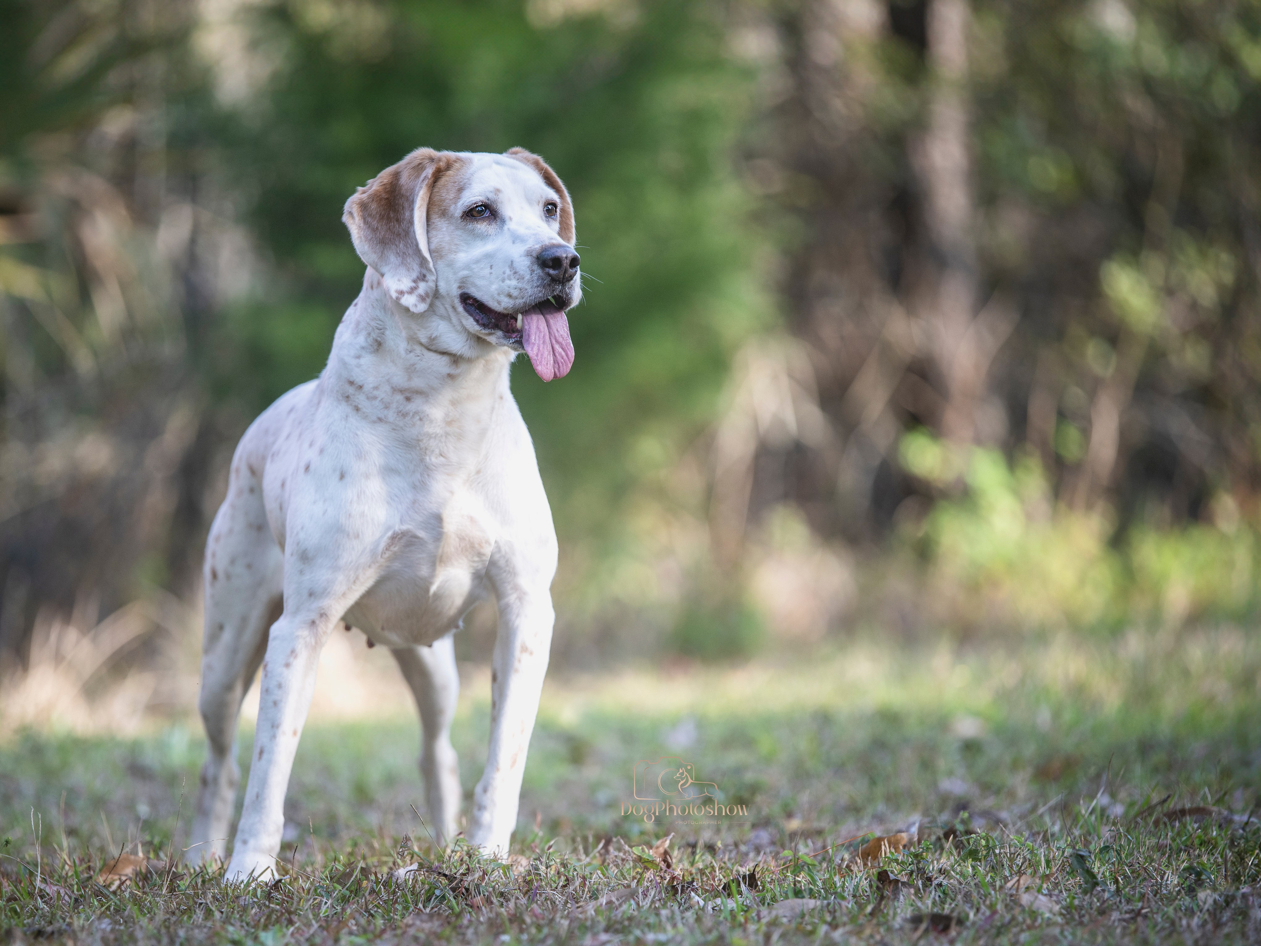 📸 11. Katerina Royter Pet Photographer North Florida