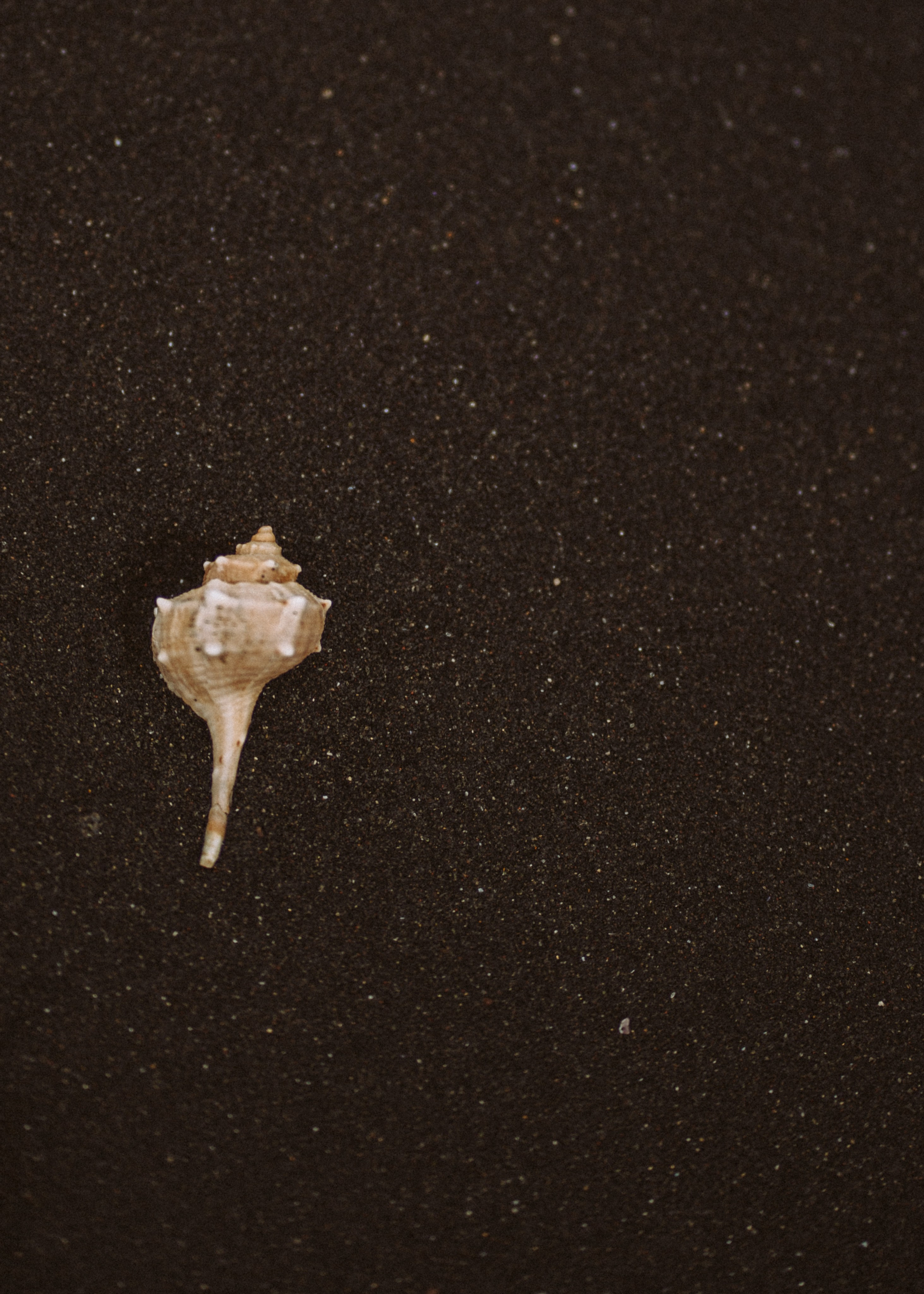 Memi. Pagina principale