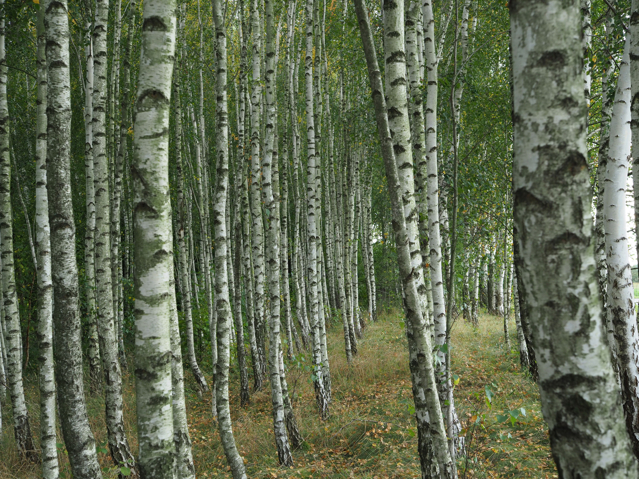 Paisajismo. Fotógrafa de Periodismo y Documentación, Teatro, Cine, Shooting para Modelos, Bodas, Bautizos, Comuniones, Familia y Eventos