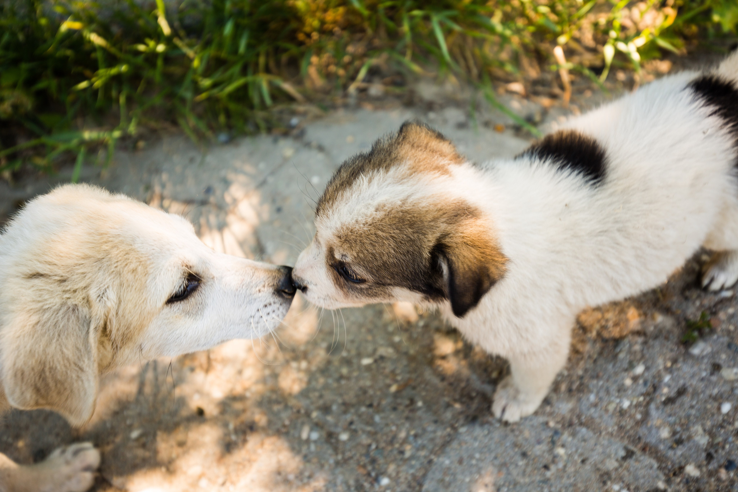 Câini. Pagina principală