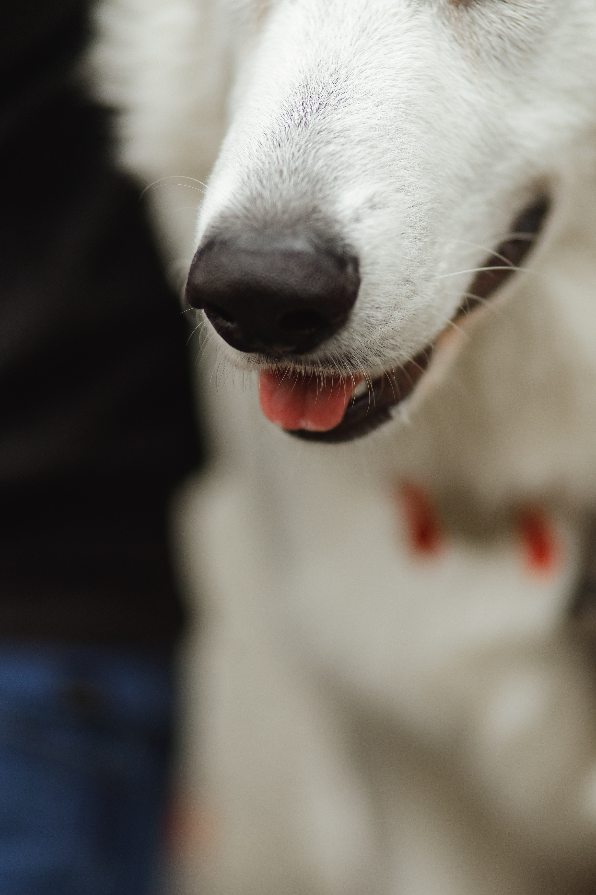 Astra in Leipzig. Kaja | fotograf we Wrocławiu | ludzie i psy