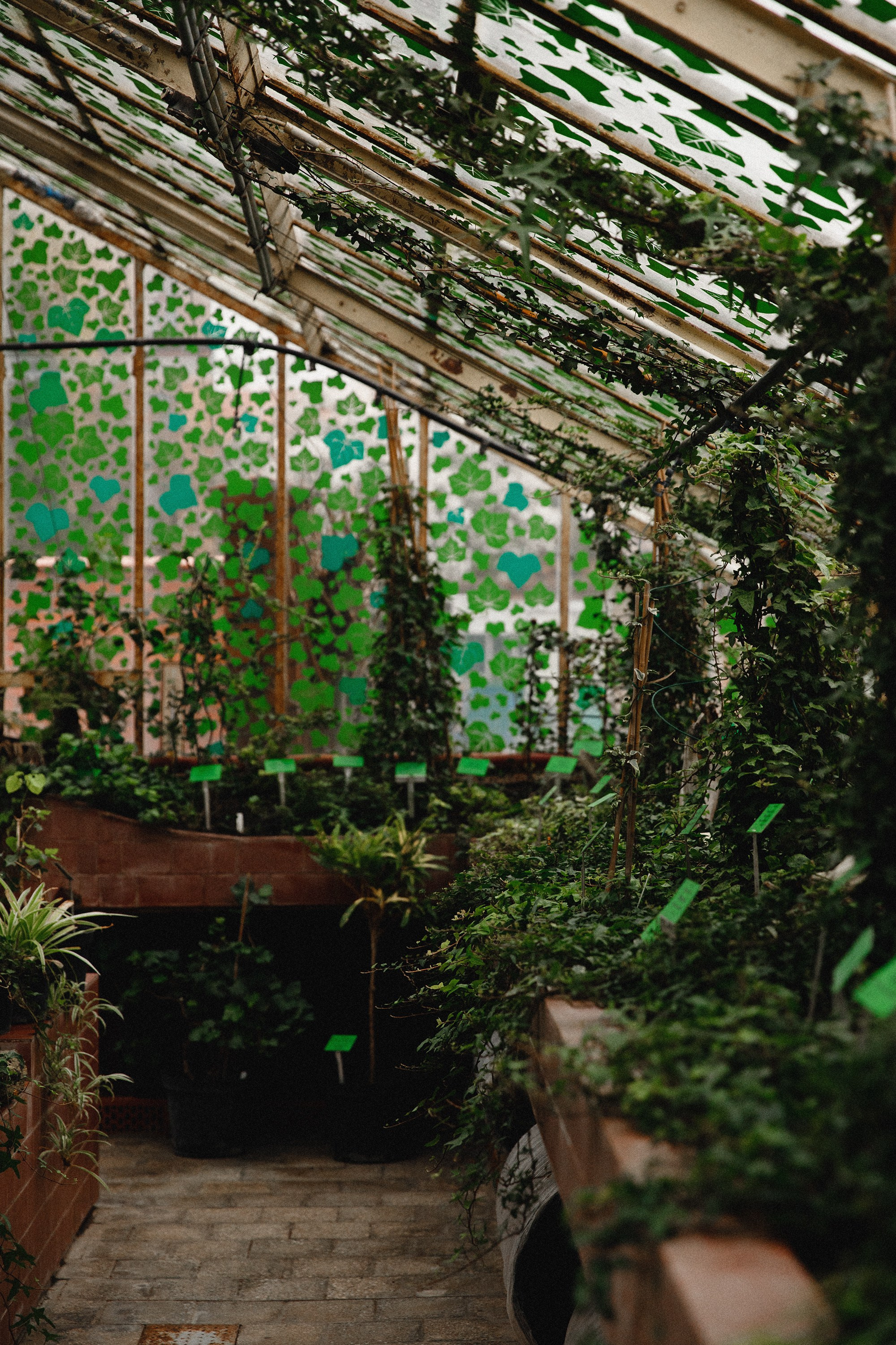 Botanical garden in Wroclaw. Kaja | fotograf we Wrocławiu | ludzie i psy