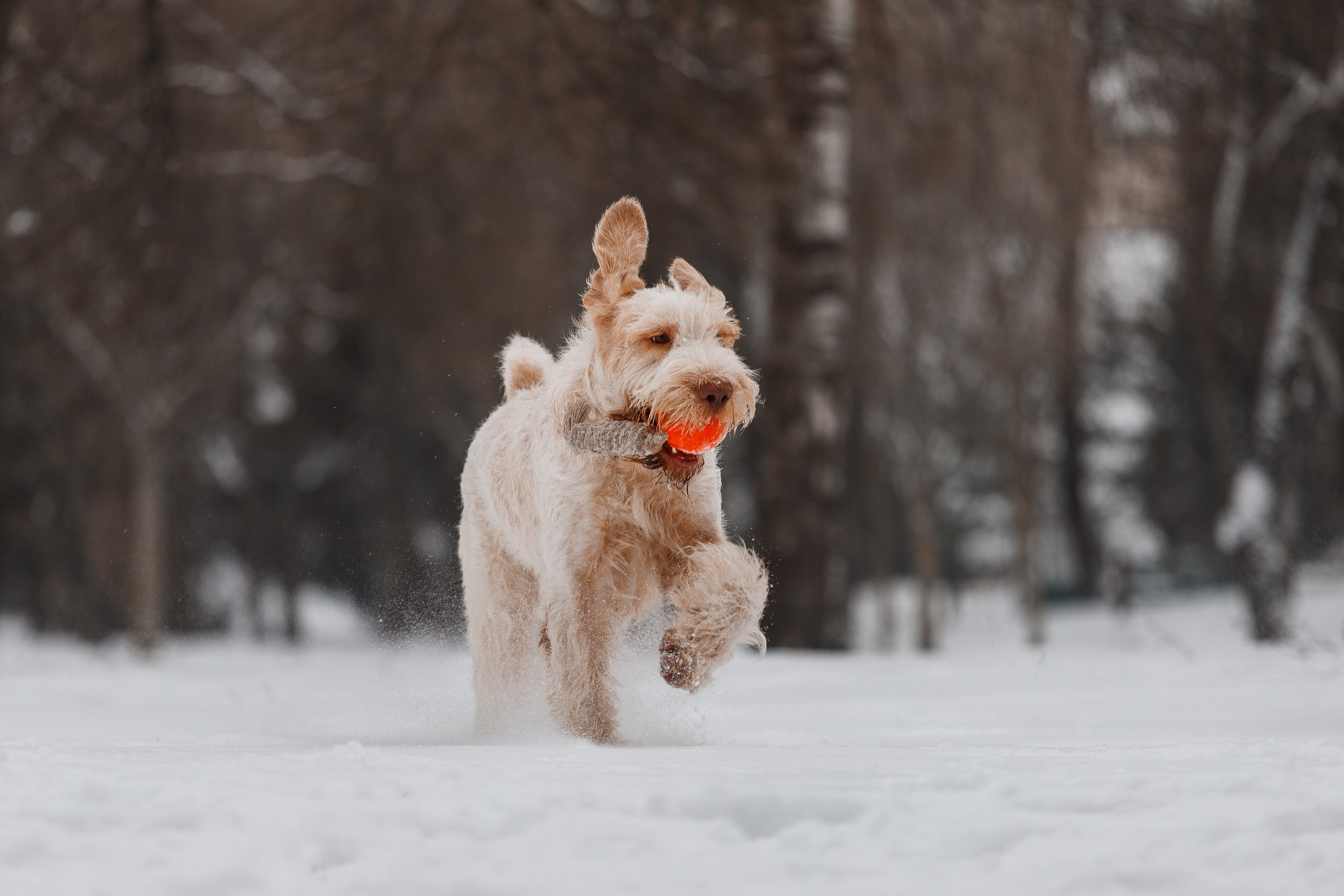 Kerry blue terrier & italian spinone. Kaja | fotograf we Wrocławiu | ludzie i psy