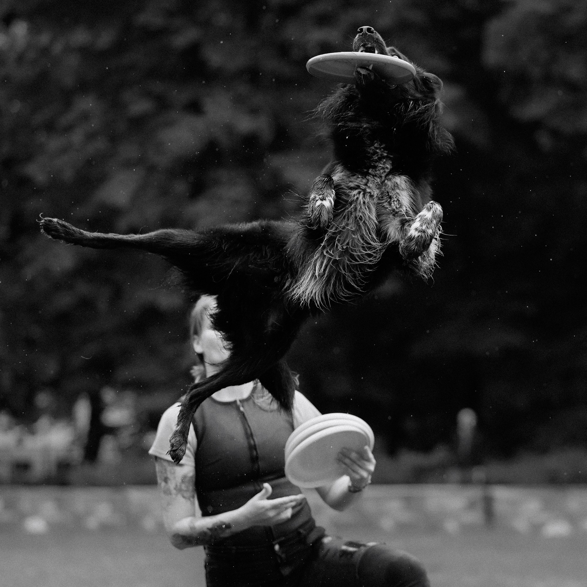 Latające psy, Wrocław'25. Kaja | fotograf psów we Wrocławiu