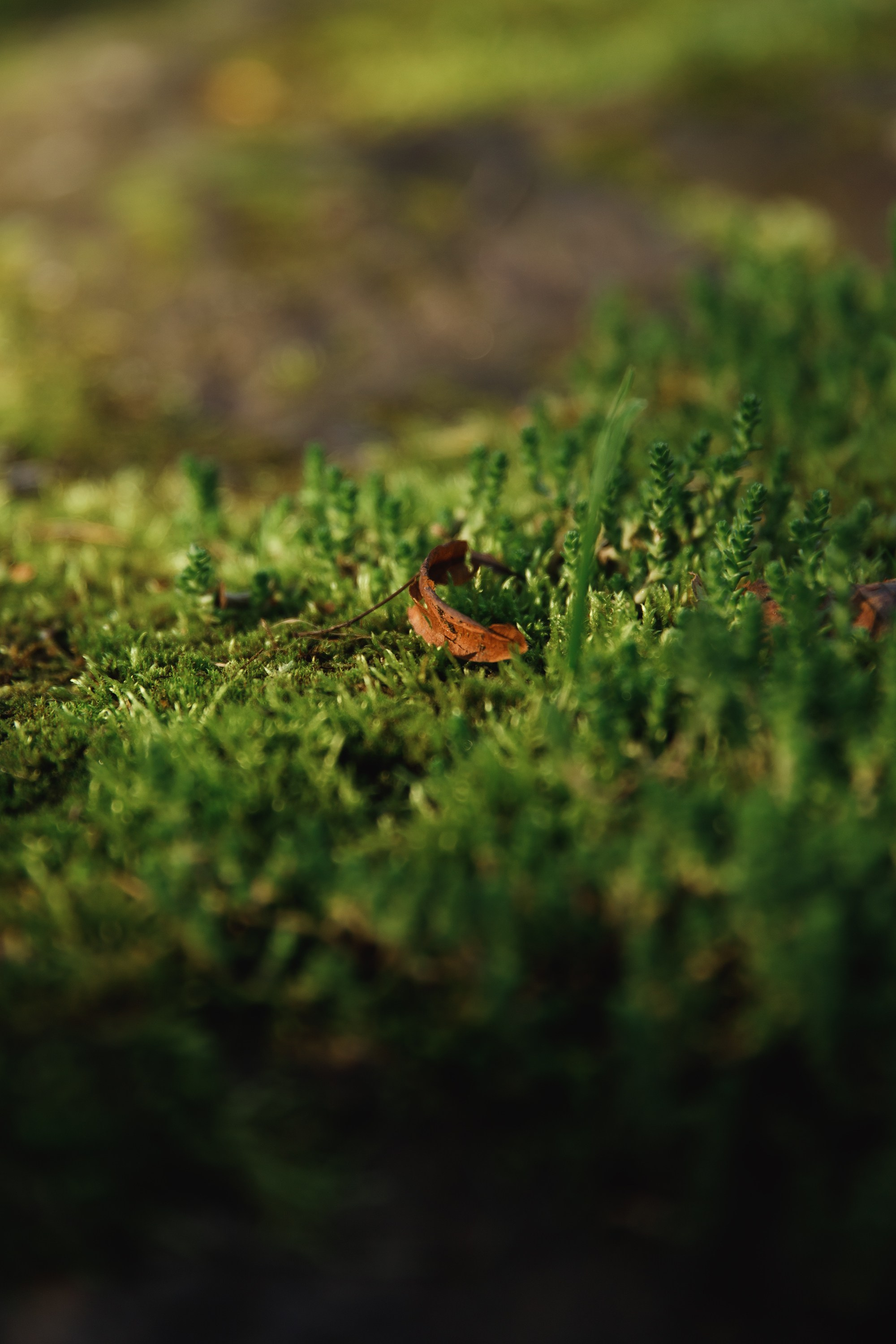 Turku. Kaja | fotograf psów we Wrocławiu