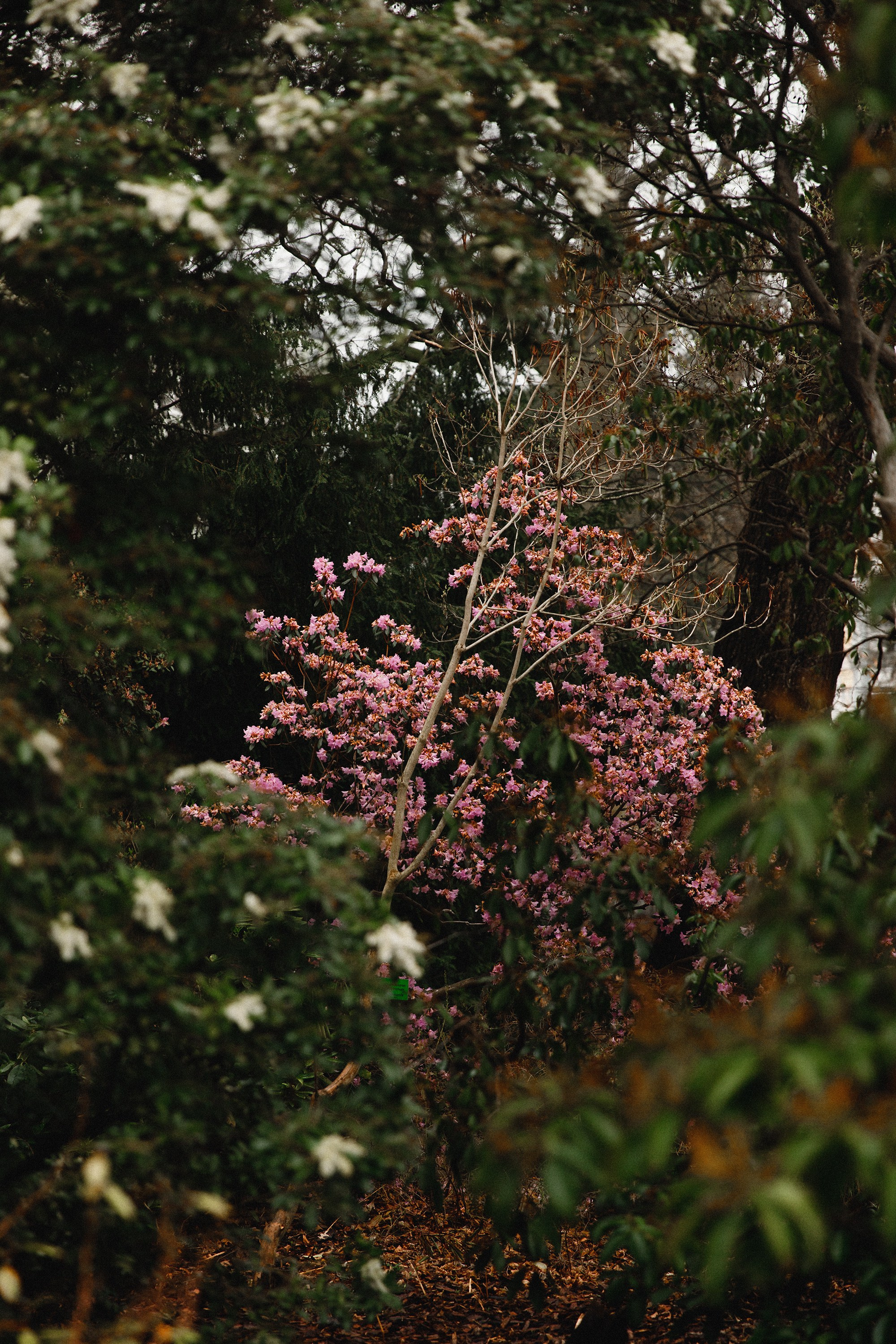 Botanical garden in Wroclaw. Kaja | fotograf we Wrocławiu | ludzie i psy