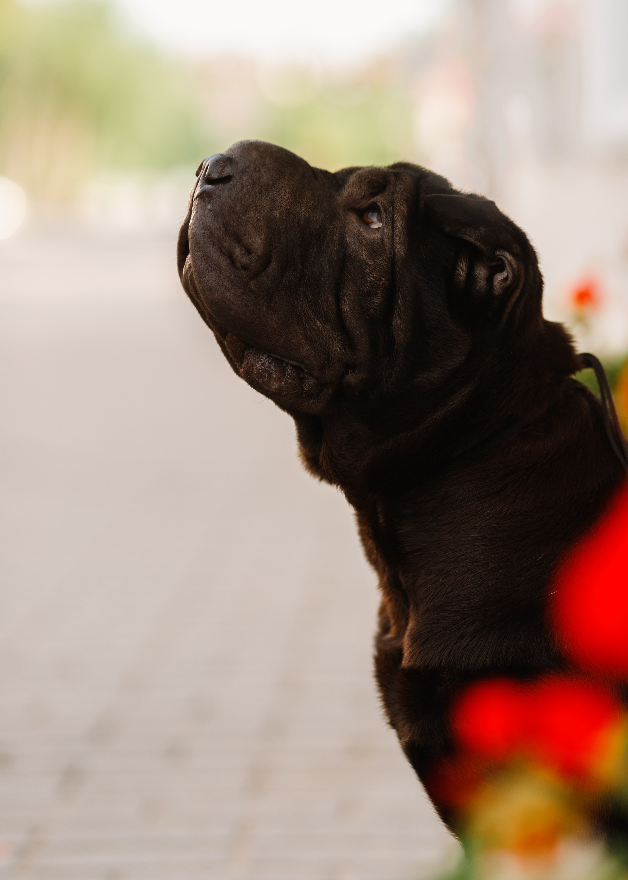 Shar pei in the city. Kaja | fotograf psów we Wrocławiu