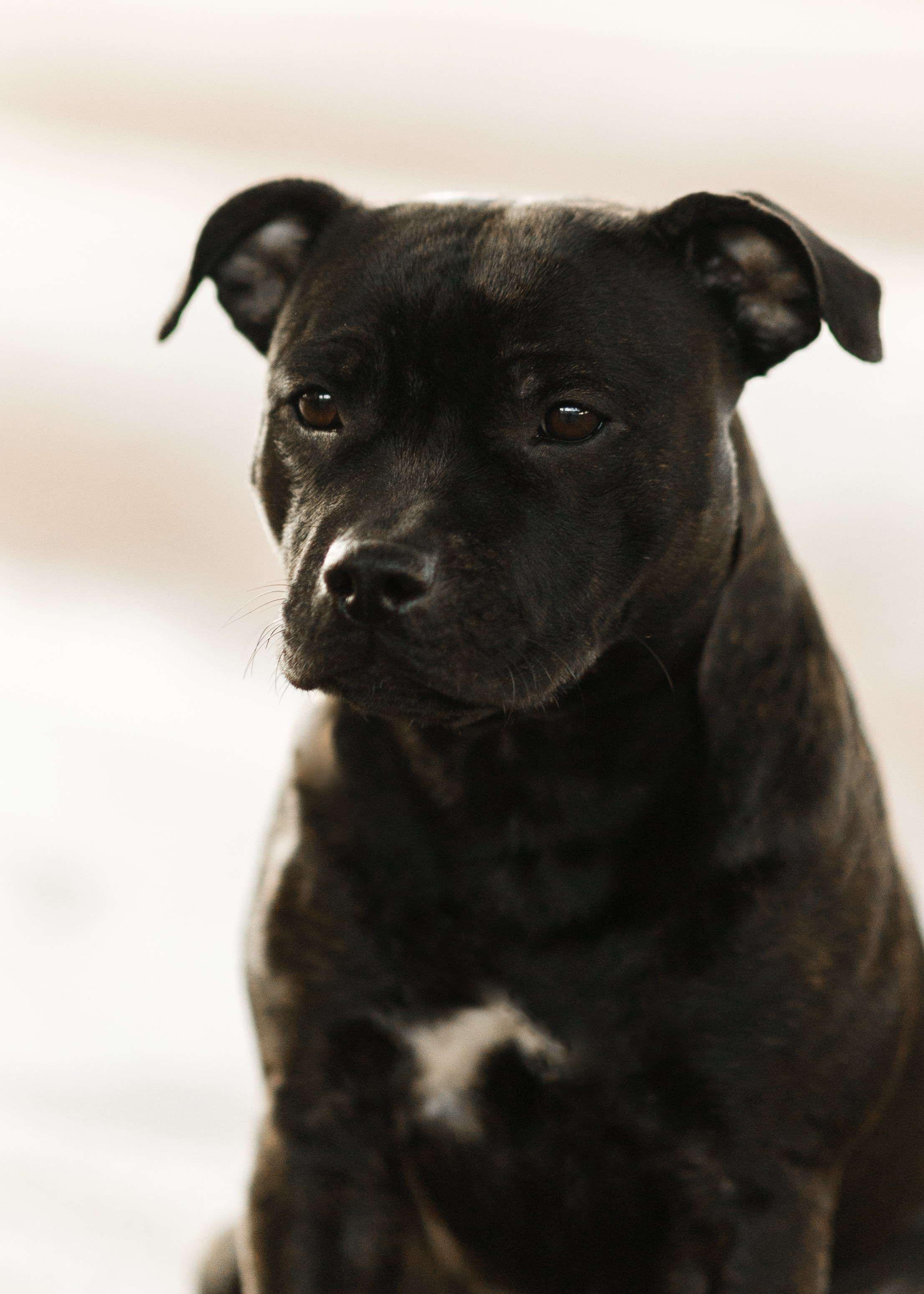 Dog shows | the best ones. Kaja | fotograf psów we Wrocławiu