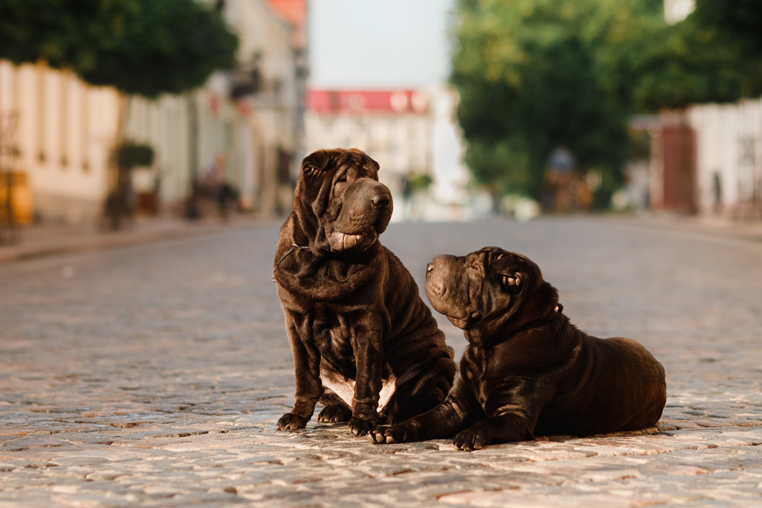 Shar pei in the city. Kaja | fotograf psów we Wrocławiu