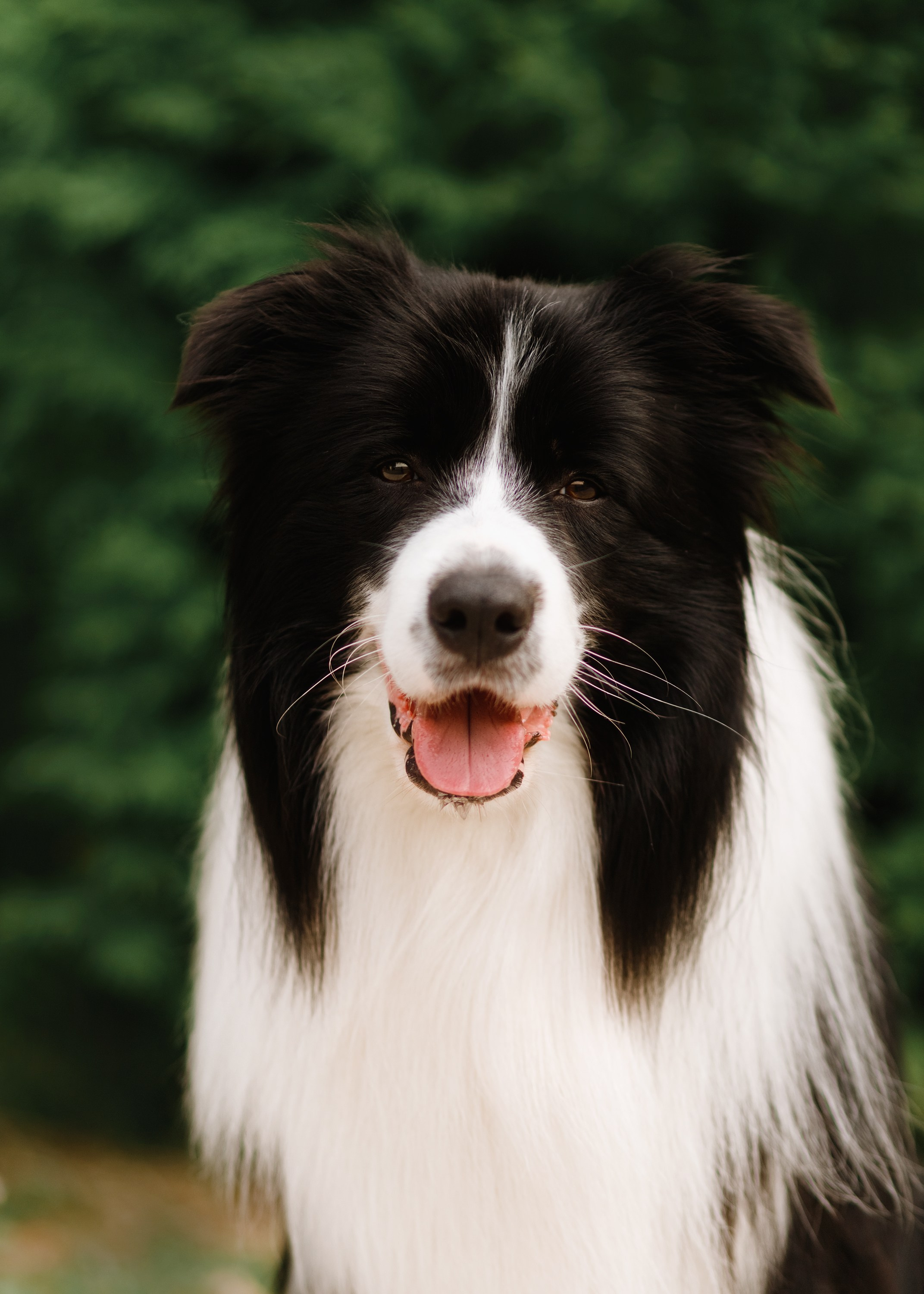 Evgenia & Richard. Kaja | fotograf we Wrocławiu | ludzie i psy