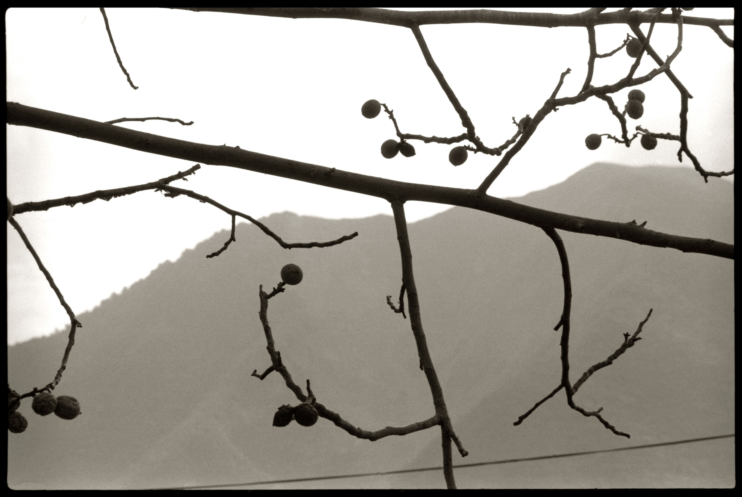 Composition. Www.sananaleskerov.com