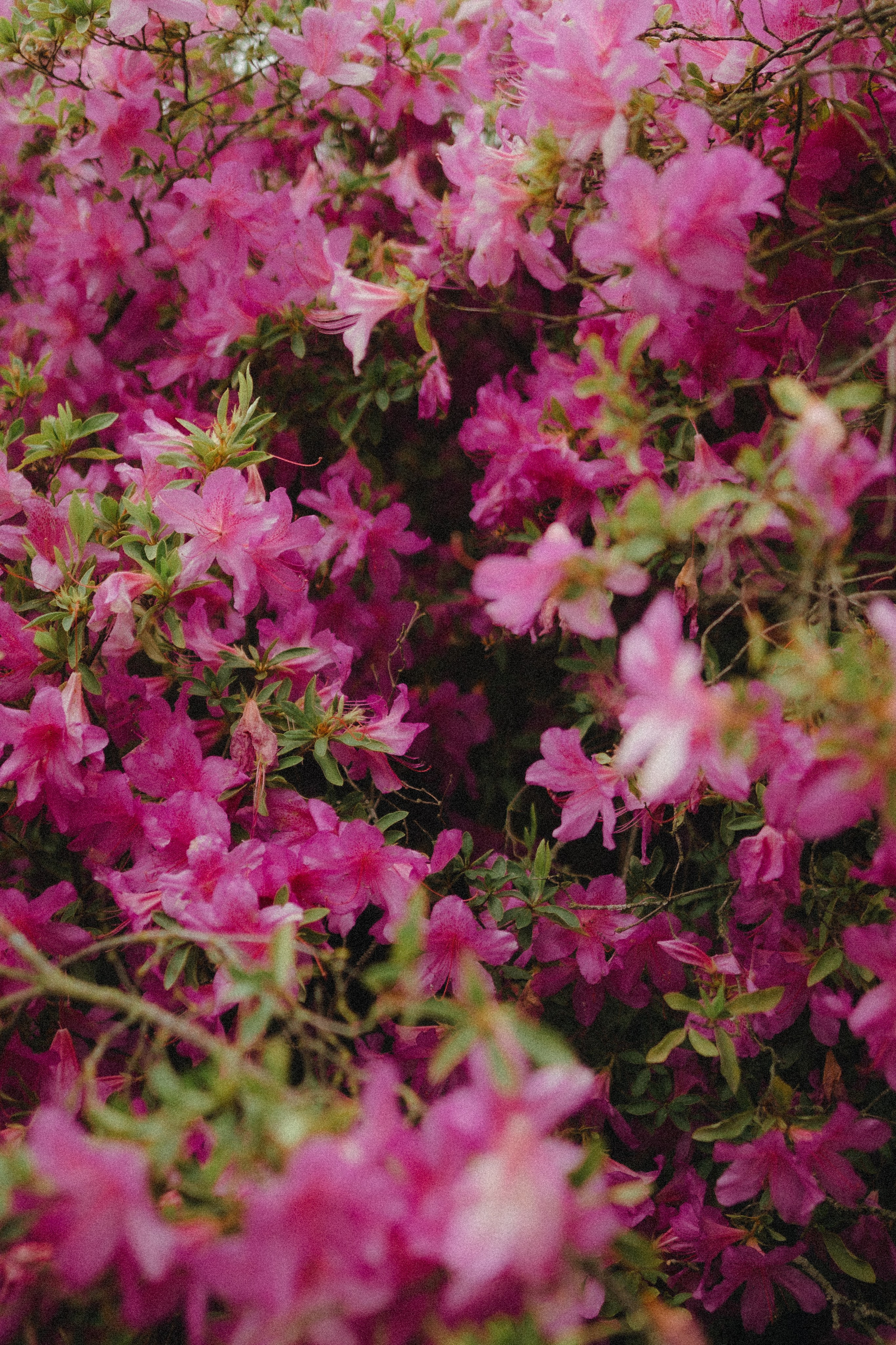 Ksenia and Andrew, Villa Serbelloni, Bellagio. Фотограф в Милане Анна Линник
