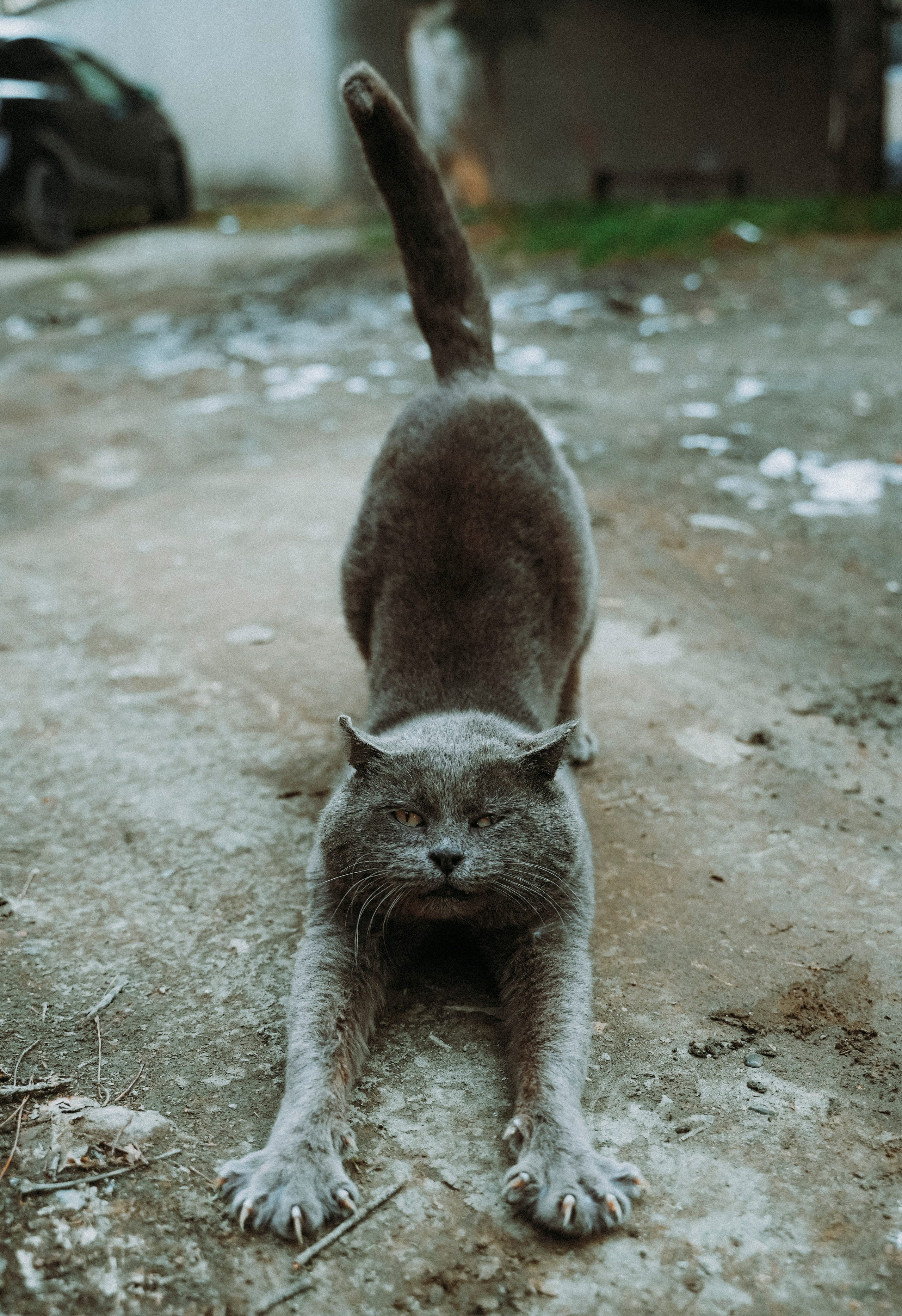 Кот шпедингера. Стрит-фотография, полная абсурда, идиотизма и красоты