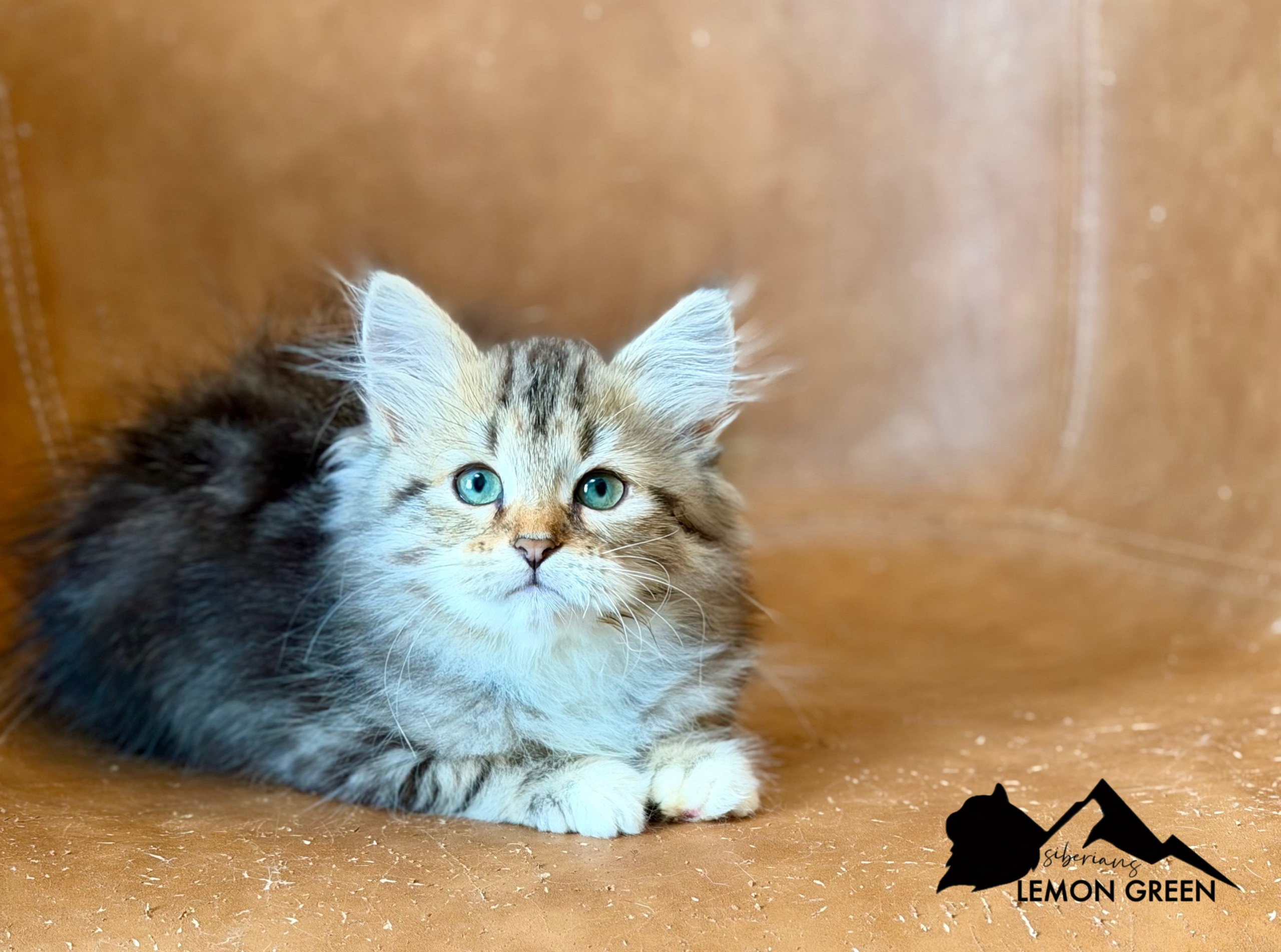 available - Danielle - Brown Classic Tabby & White Female