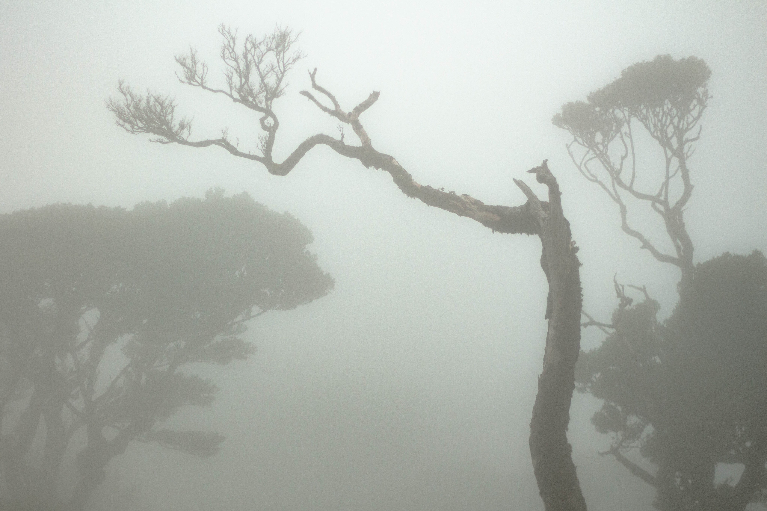 Madeira. Look Around You