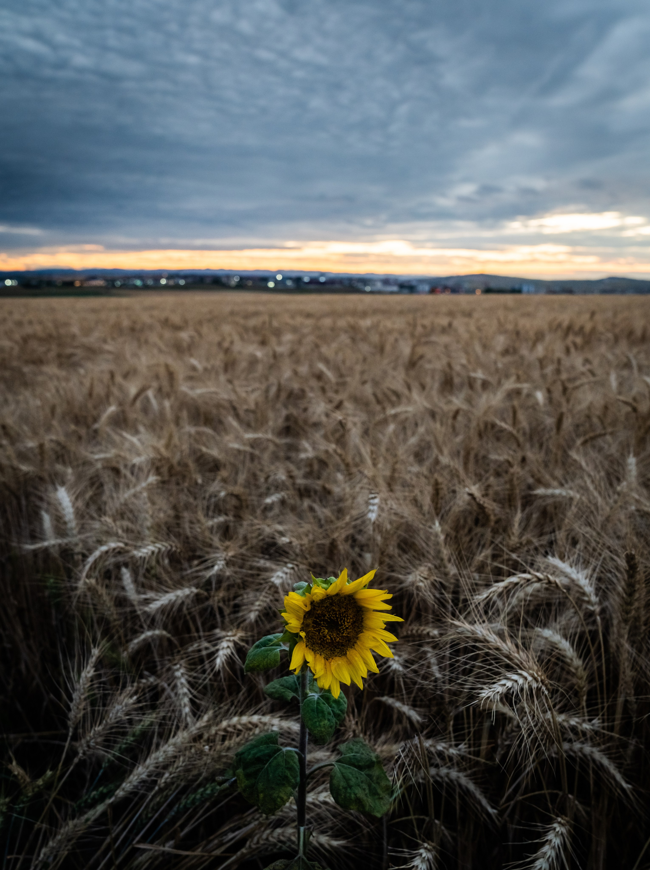 Galery. Fotografie de Familie, Nuntă și Evenimente - Marian V. Munteanu