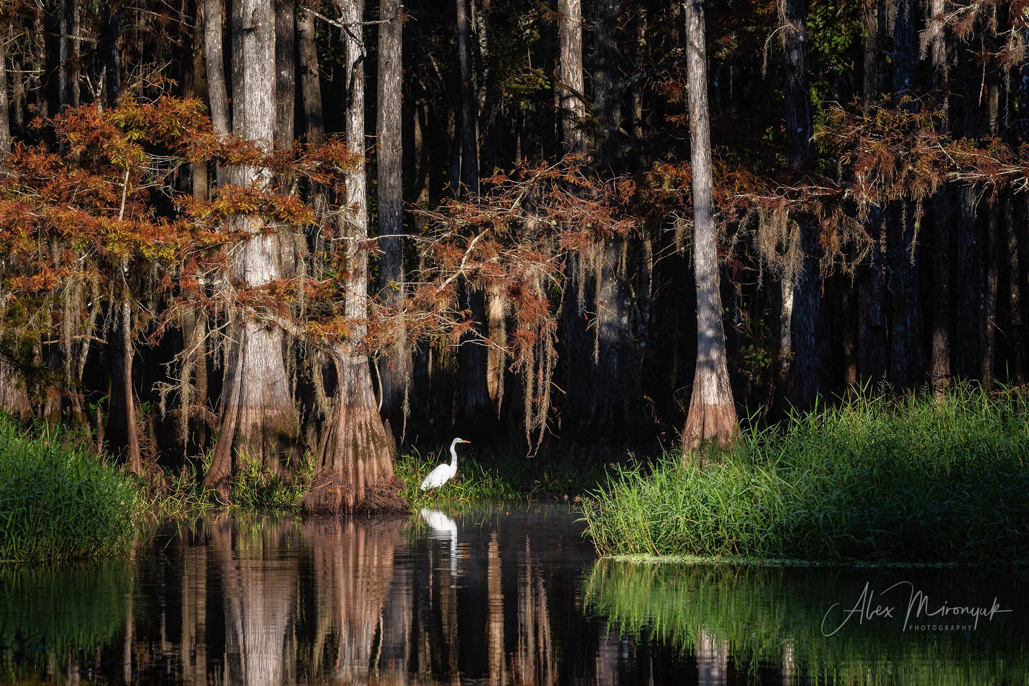 Exploring True Florida: Springs, Rivers & Manatees by Canoe. Pet, Senior, Landscape, portrait studio, photographer in Miami and Sou