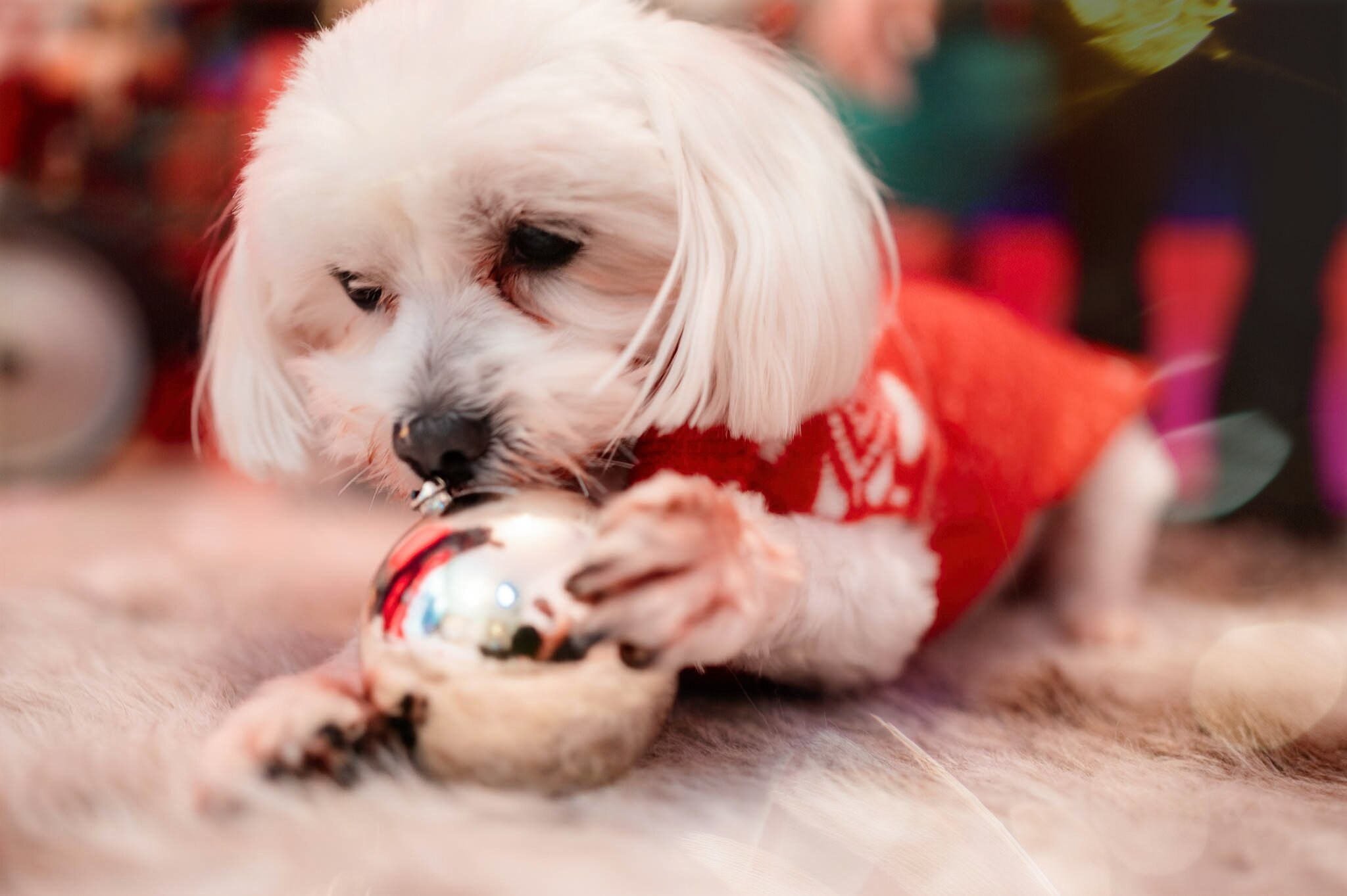 Sedinta Craciun Alexandrina