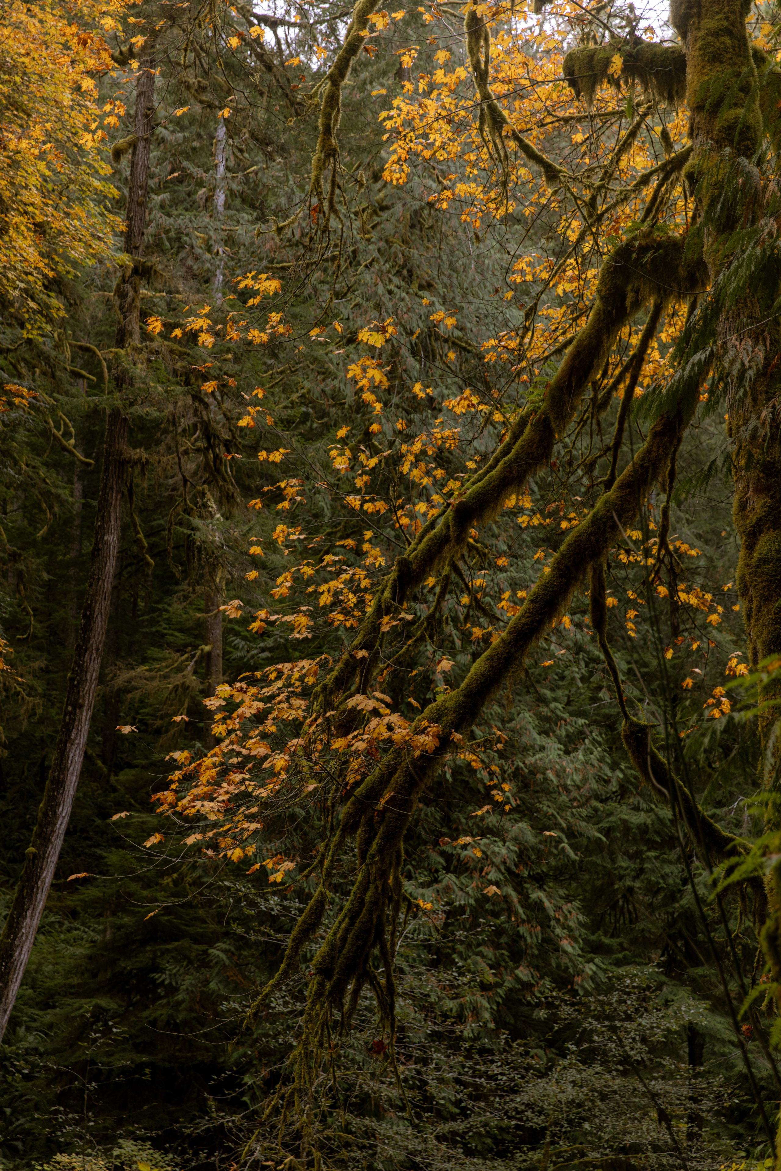 Twilight | Wallpapers. Photographer in Los Angeles. Julia Ishmuratova