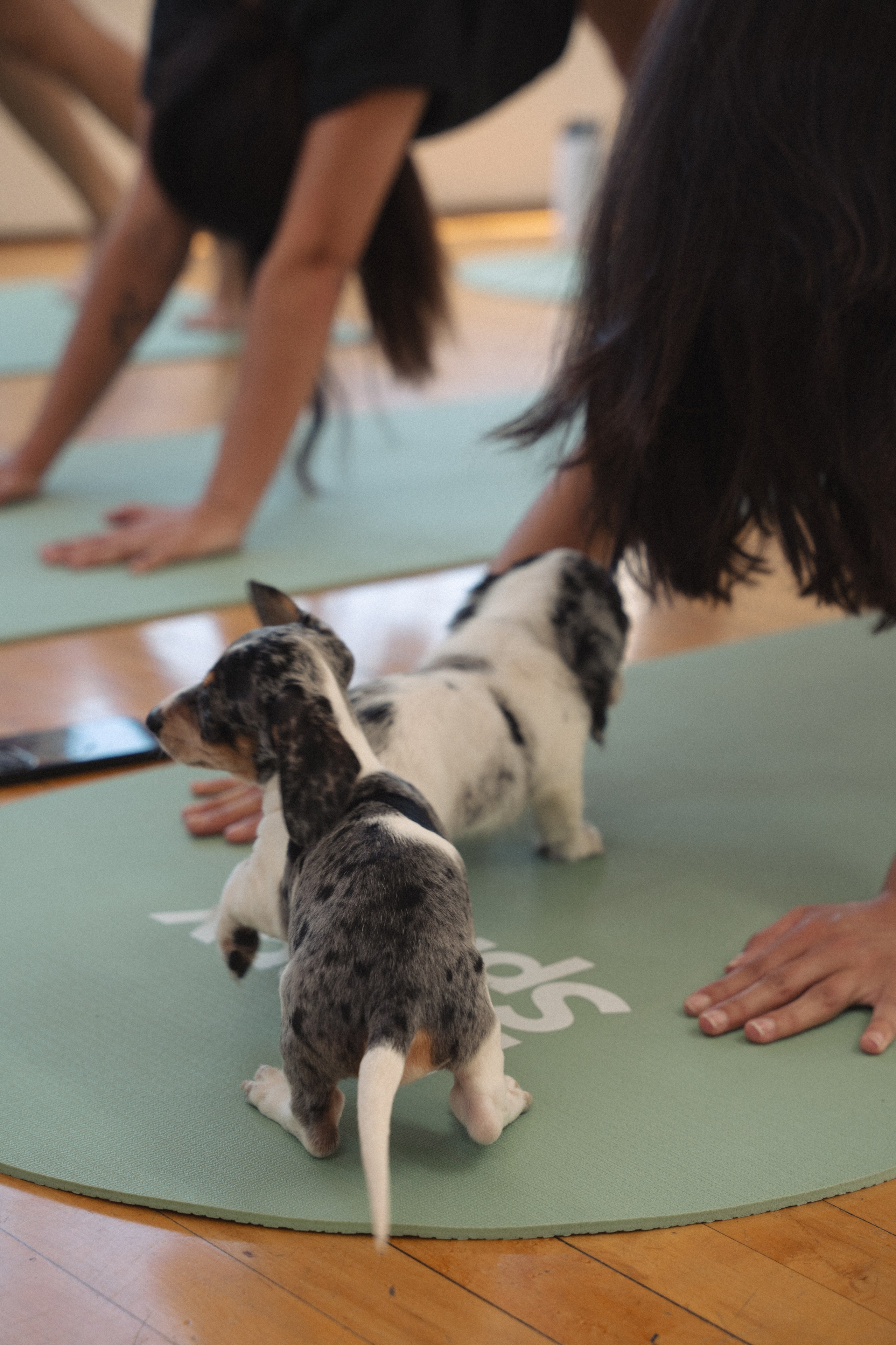 Yoga event in Los Angeles. Event photographer. Events in Los Angeles. Fitness event in Los Angeles. Fitness event photographer