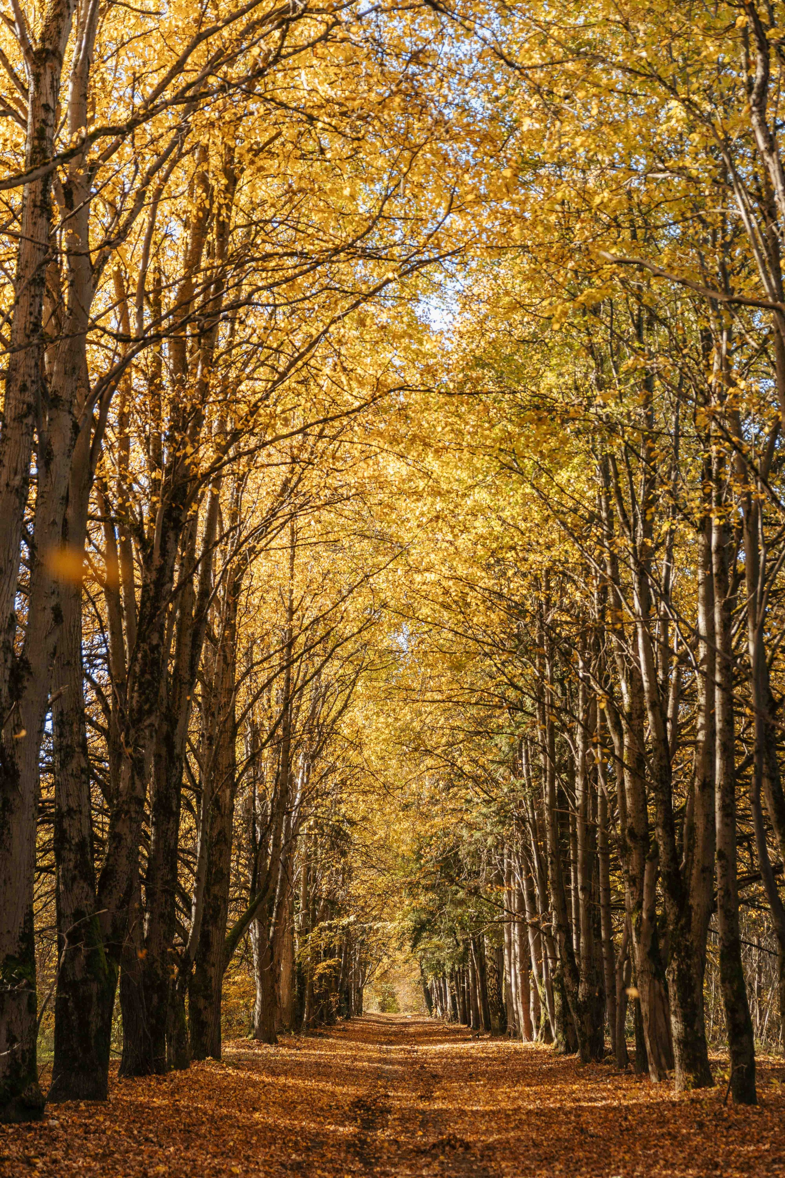 Best Autumn Photoshoot Locations in Vilnius: Top Spots to Capture the Fall Colors. Framed by Evelina | Destination Wedding Photographer from Lithuania | Europe