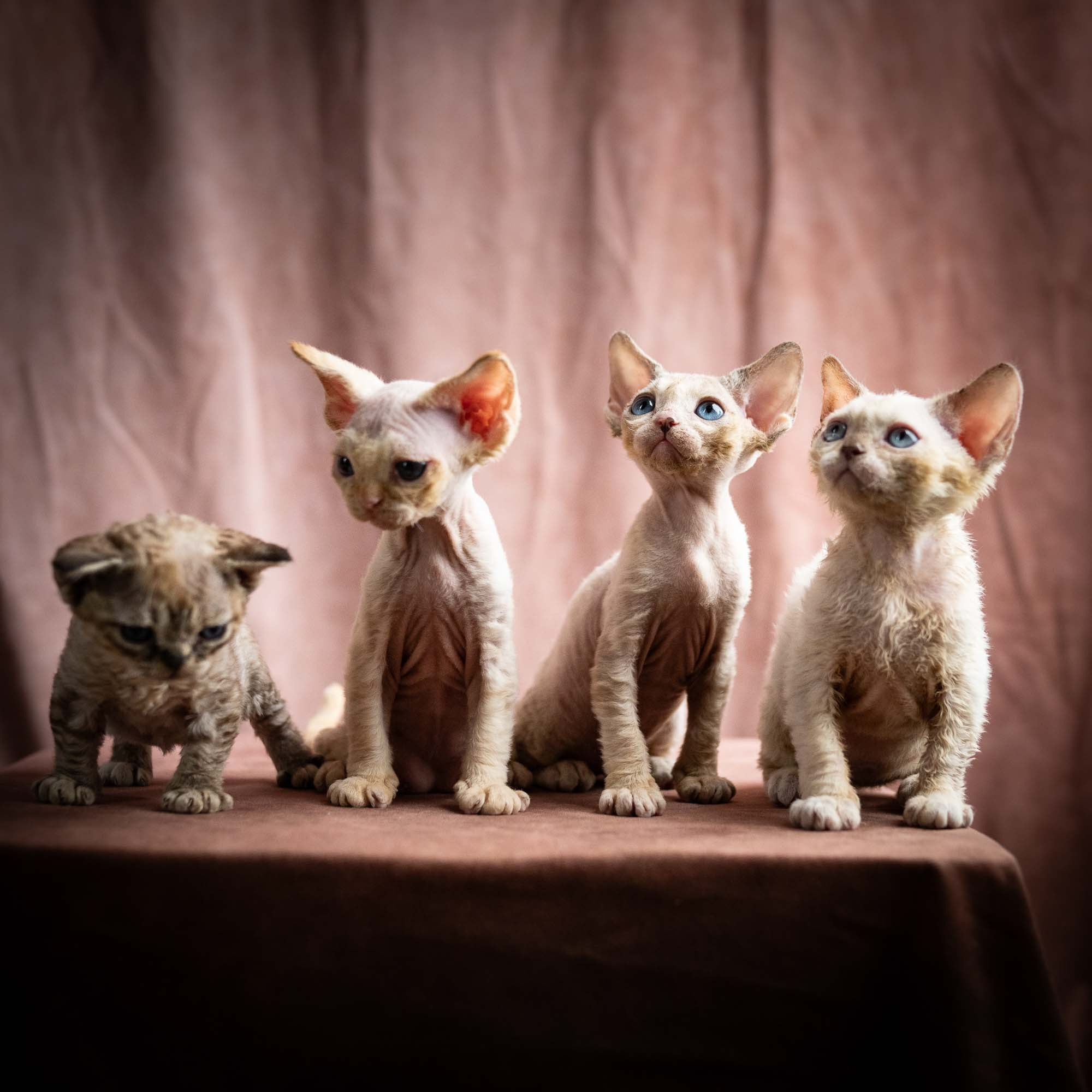 Remy, boy, born 05.08.26. Devon Rex Pixie Cattery