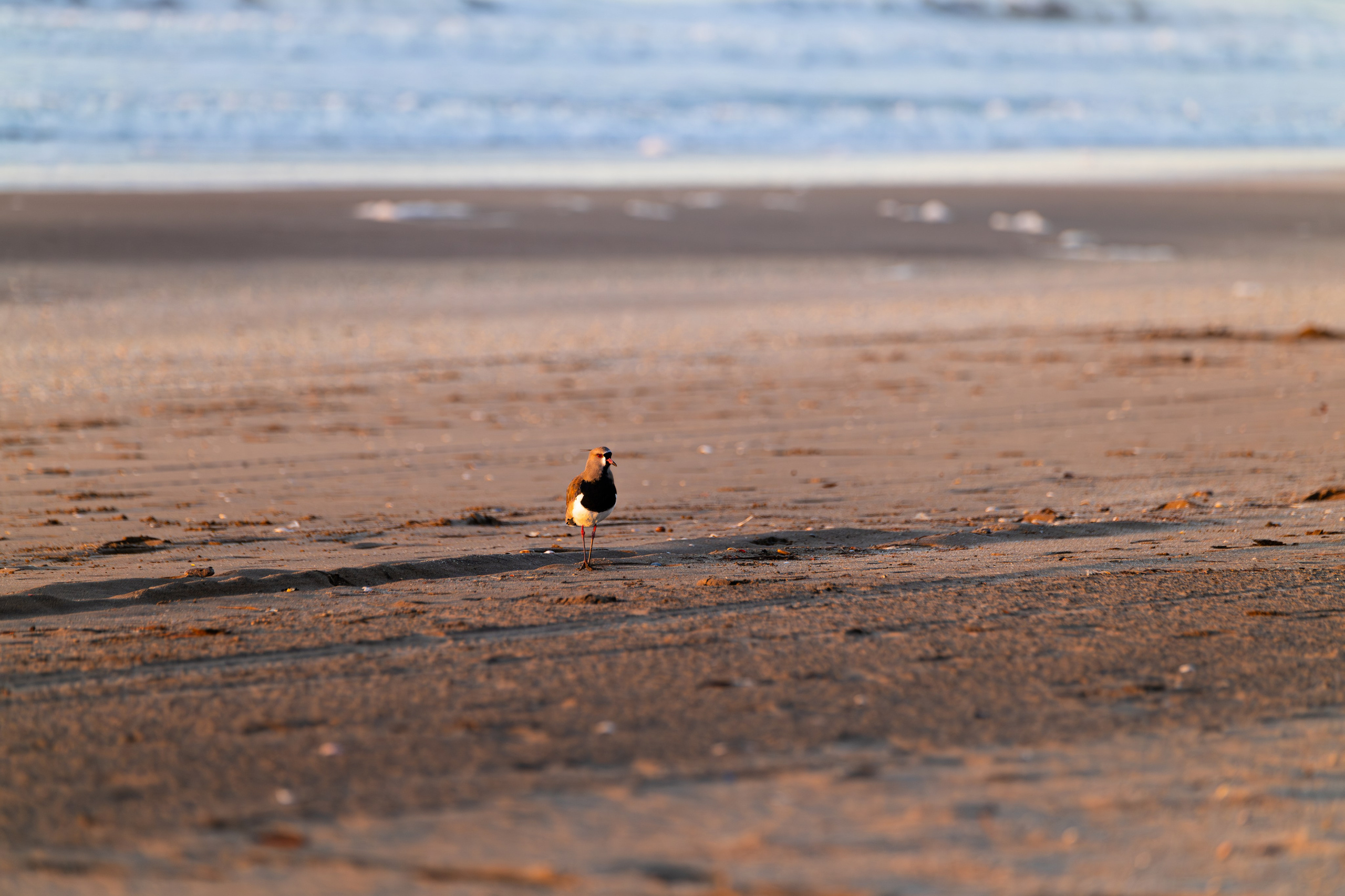 WildLife. Фотограф в Буэнос-Айресе