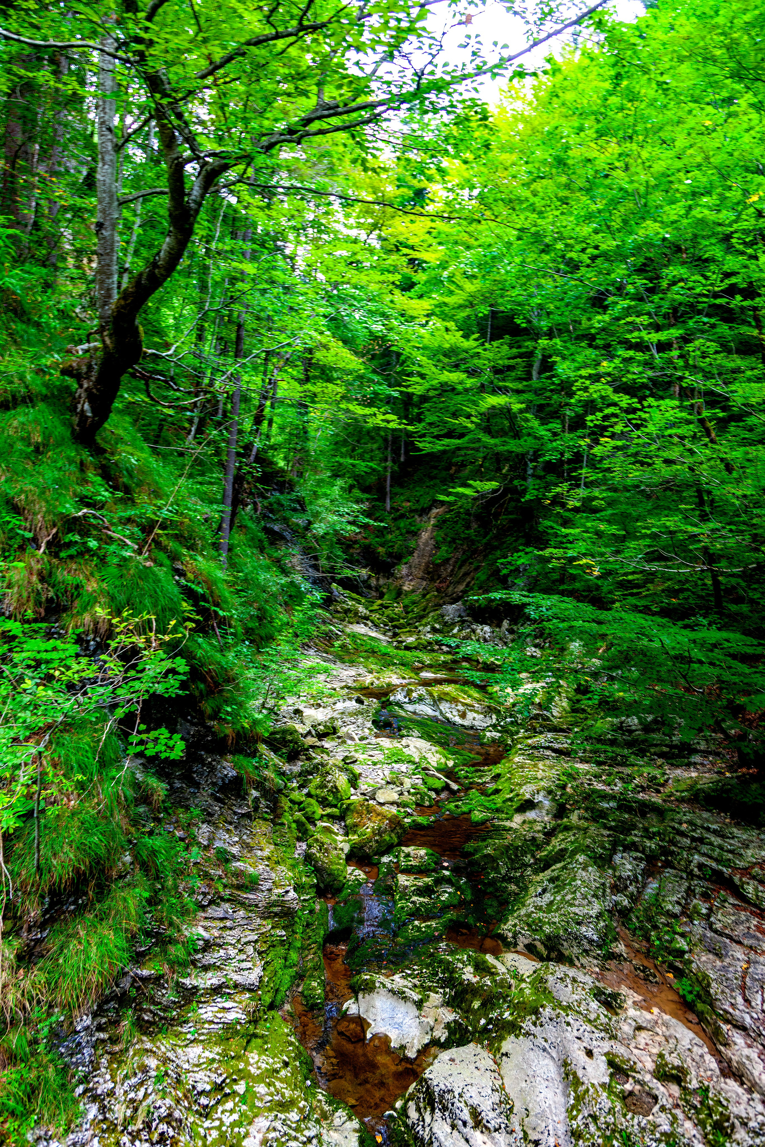 197.Ötscher Base Nature Park.Austria.21.8.2025. Путешествия в формате 360......