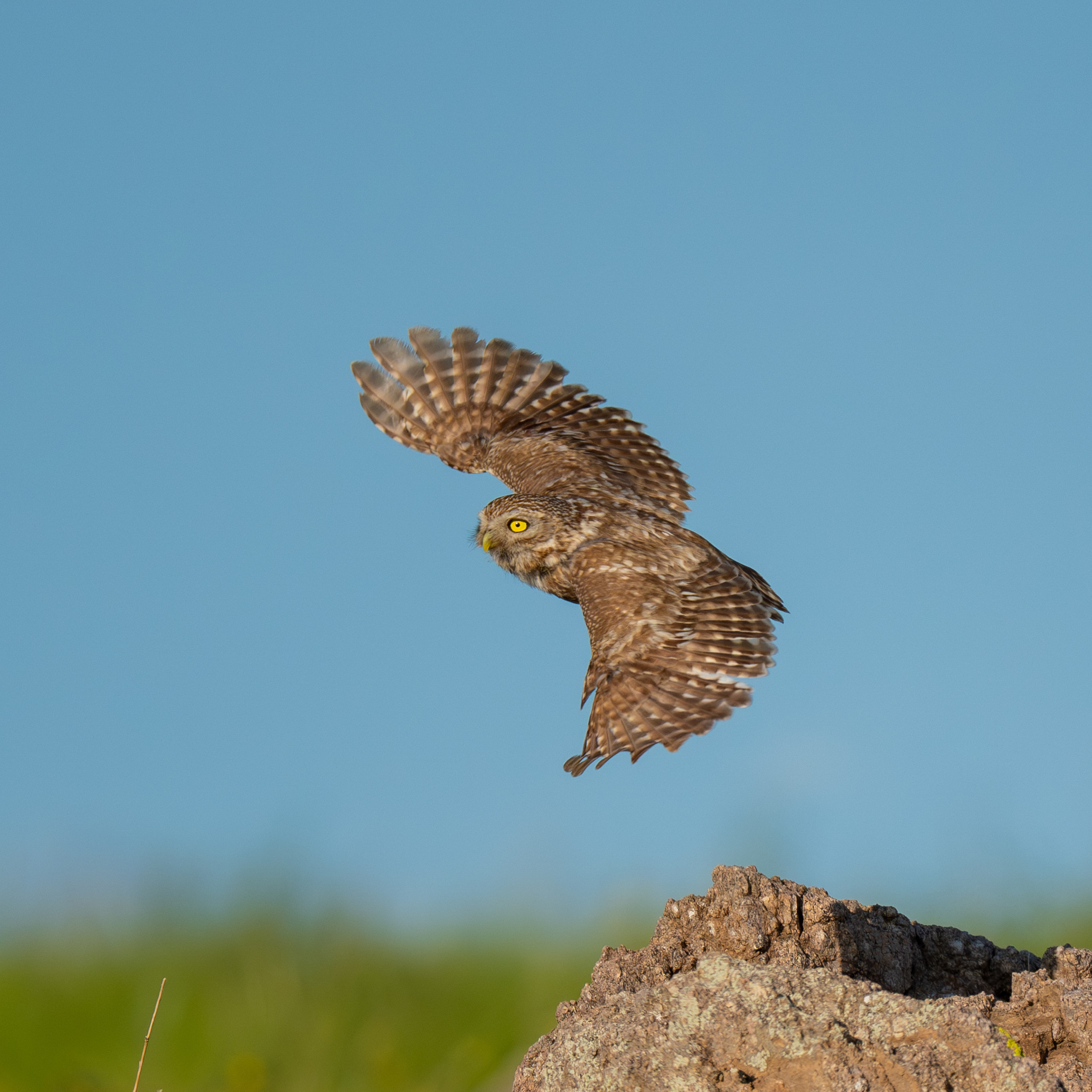 Buhos. Nature photographer Yuri Soria-Galvarro