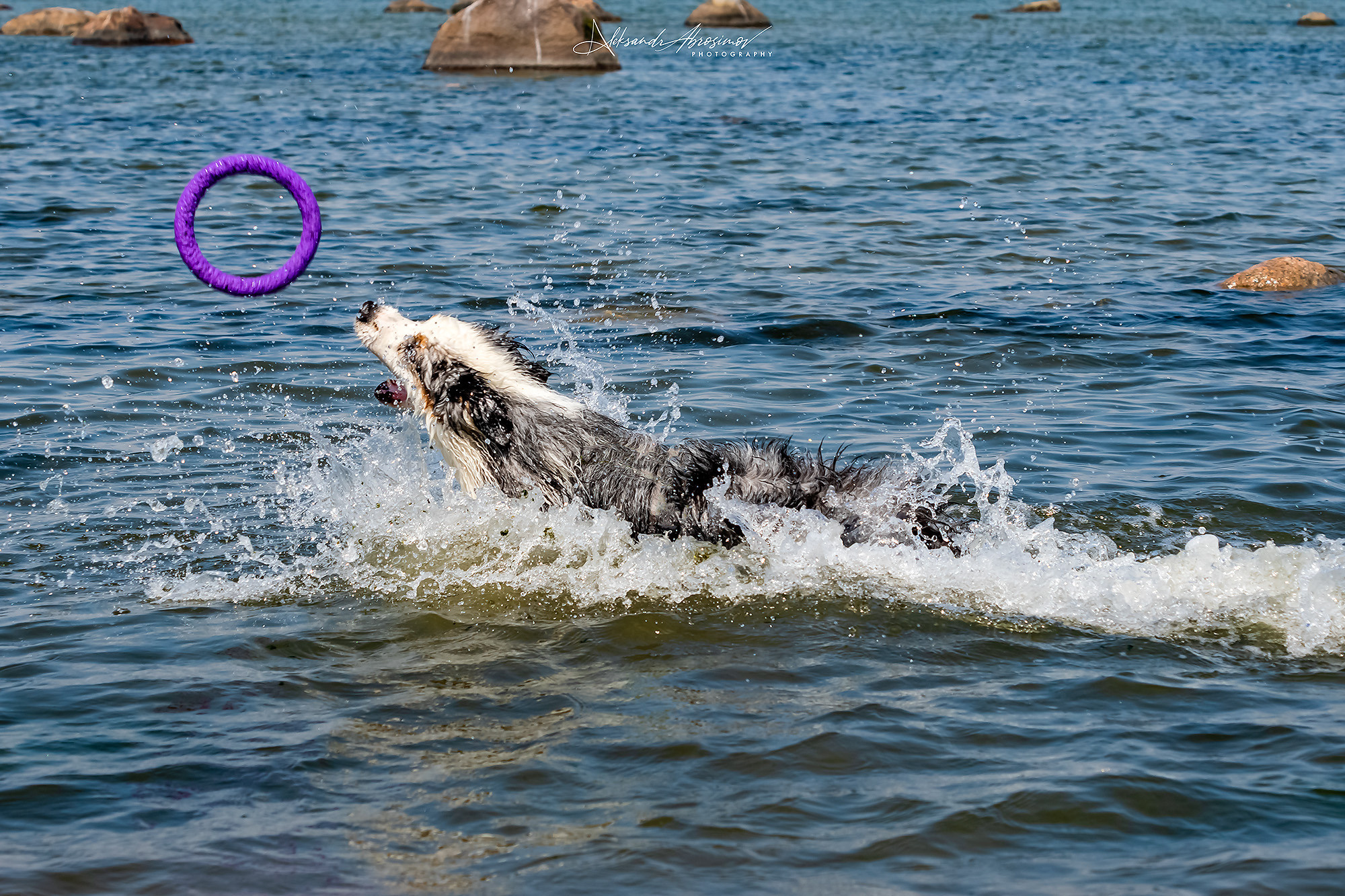 Pets. Домашние питомцы. Aleksandr Abrosimov Photography