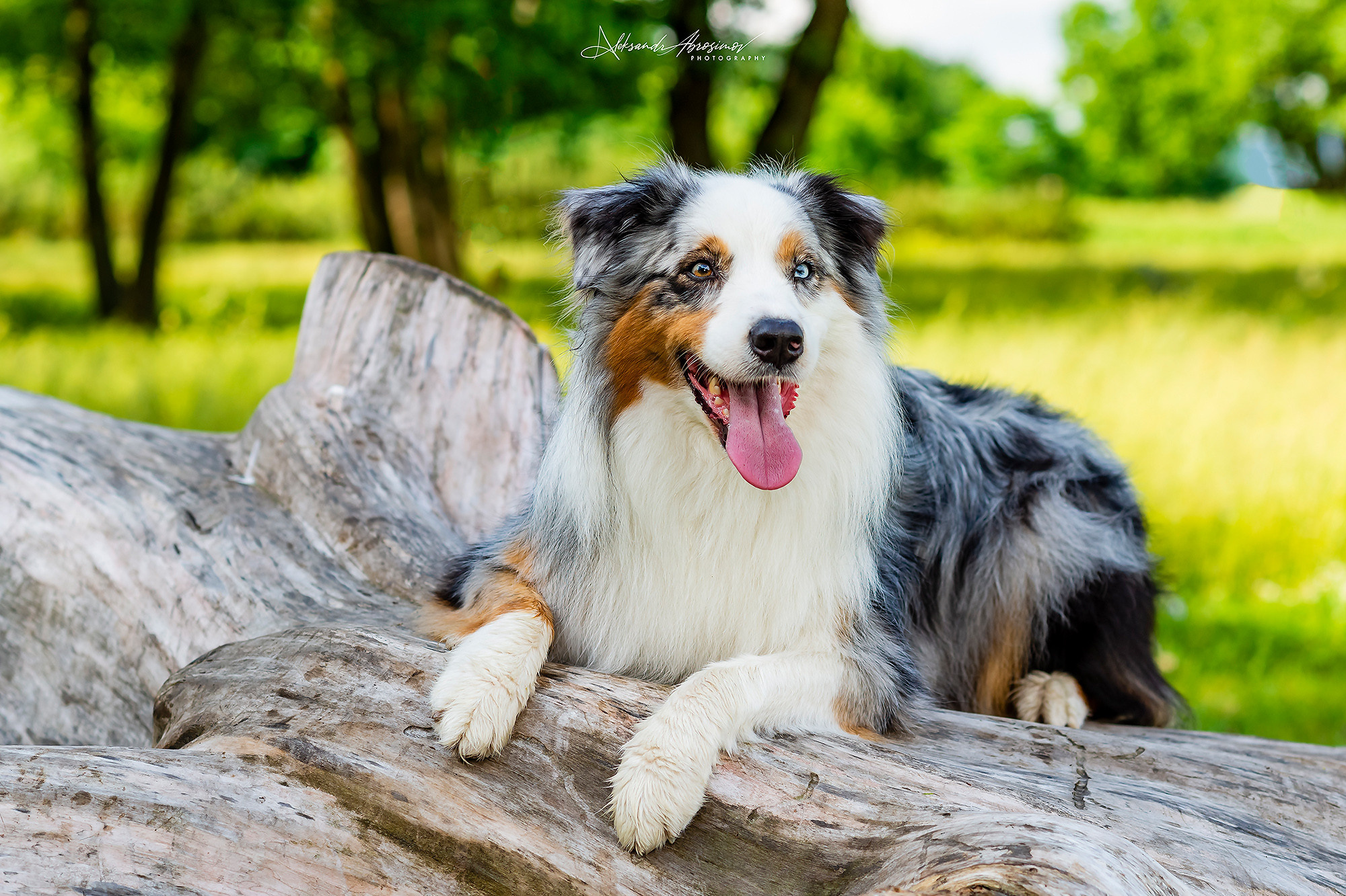 Pets. Домашние питомцы. Aleksandr Abrosimov Photography
