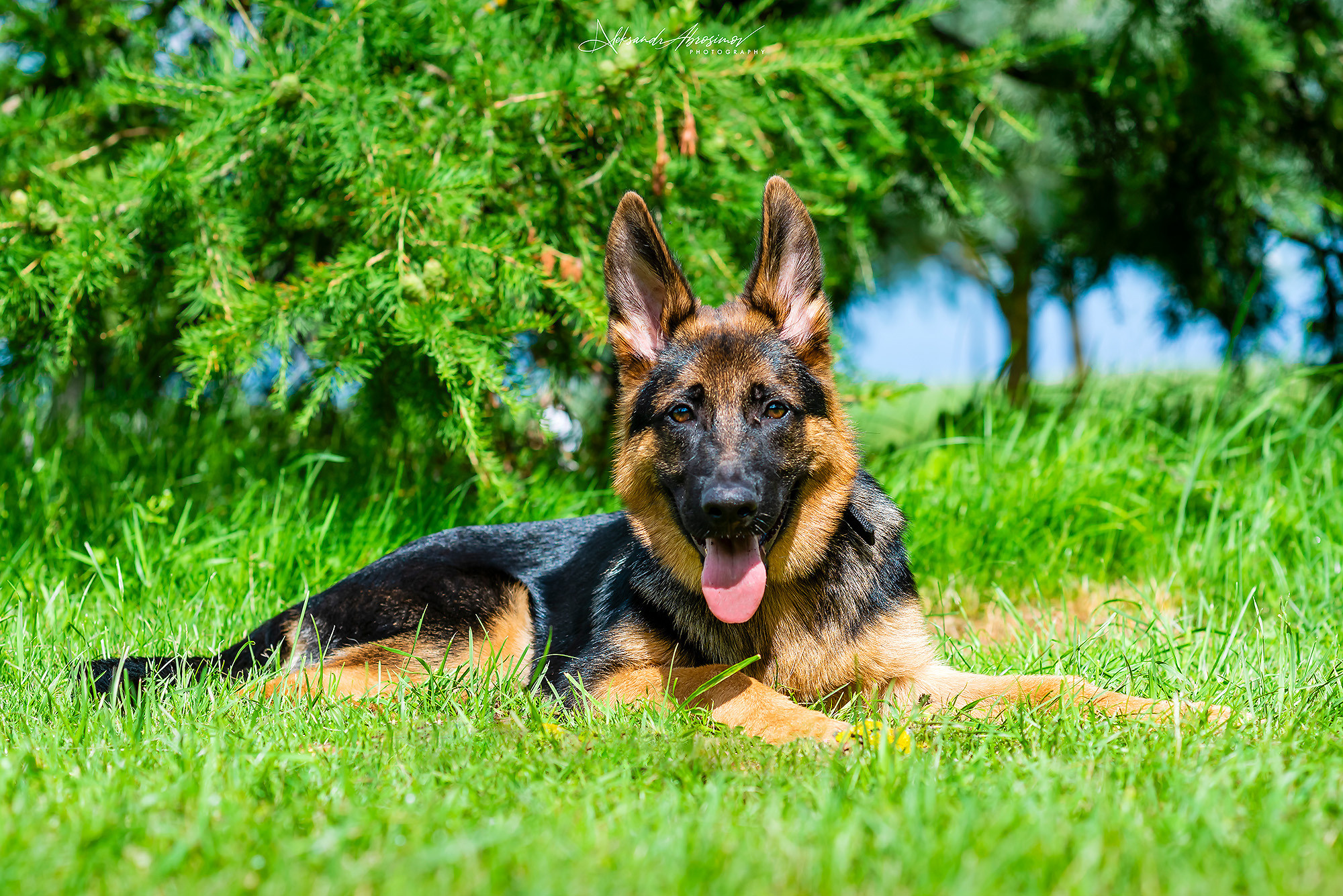 Pets. Домашние питомцы. Aleksandr Abrosimov Photography