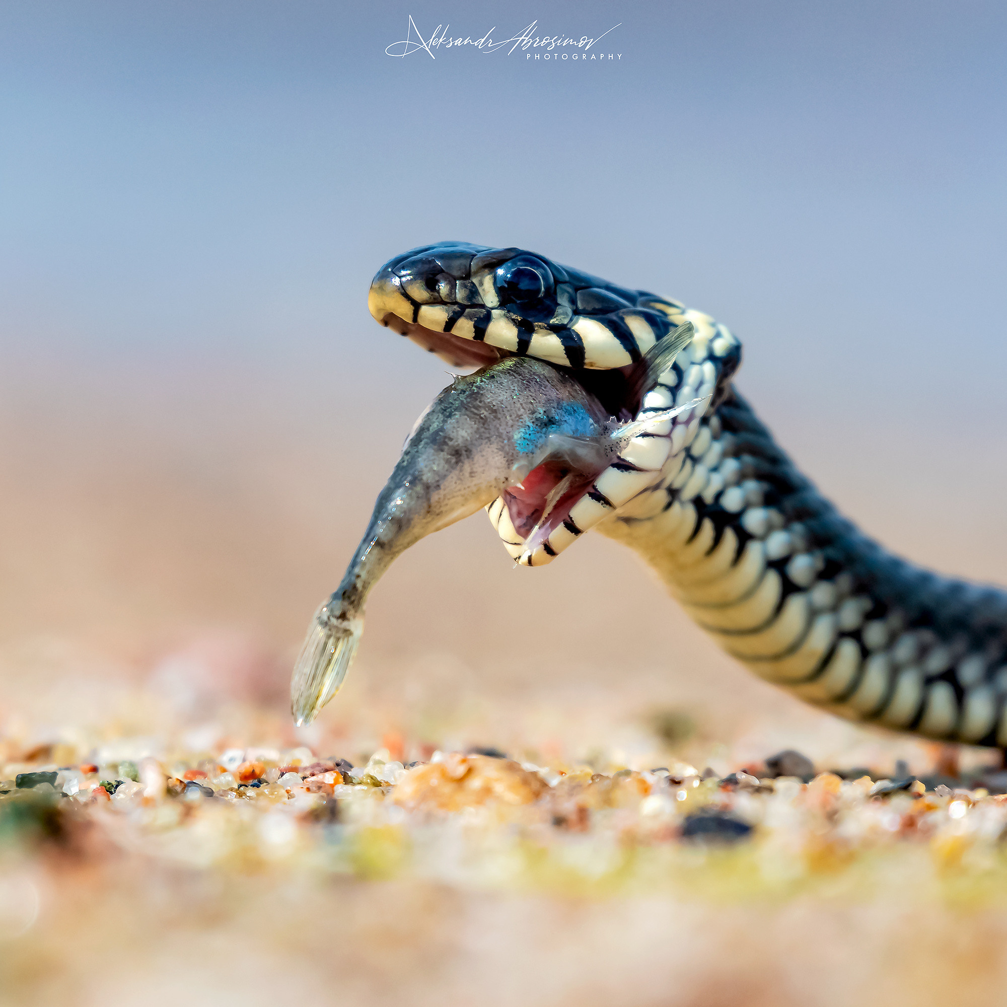 Reptiles. Пресмыкающиеся. Aleksandr Abrosimov Photography