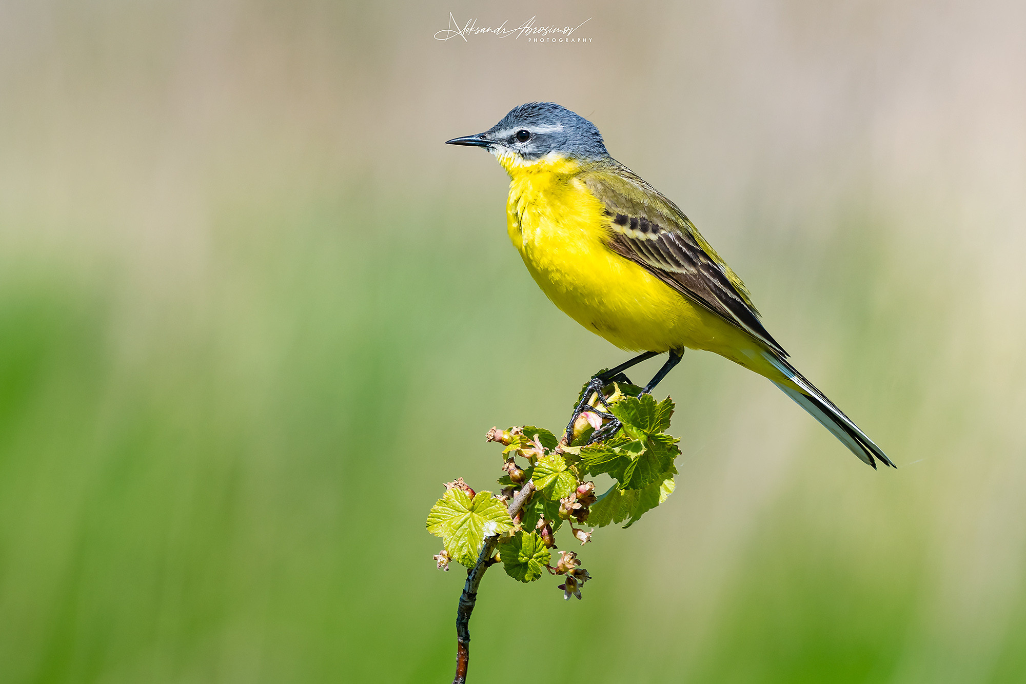 Birds. Птицы. Aleksandr Abrosimov Photography