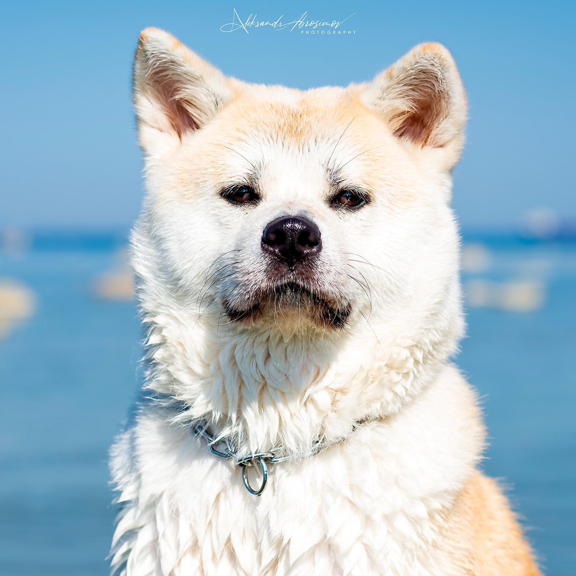 Pets. Домашние питомцы. Aleksandr Abrosimov Photography