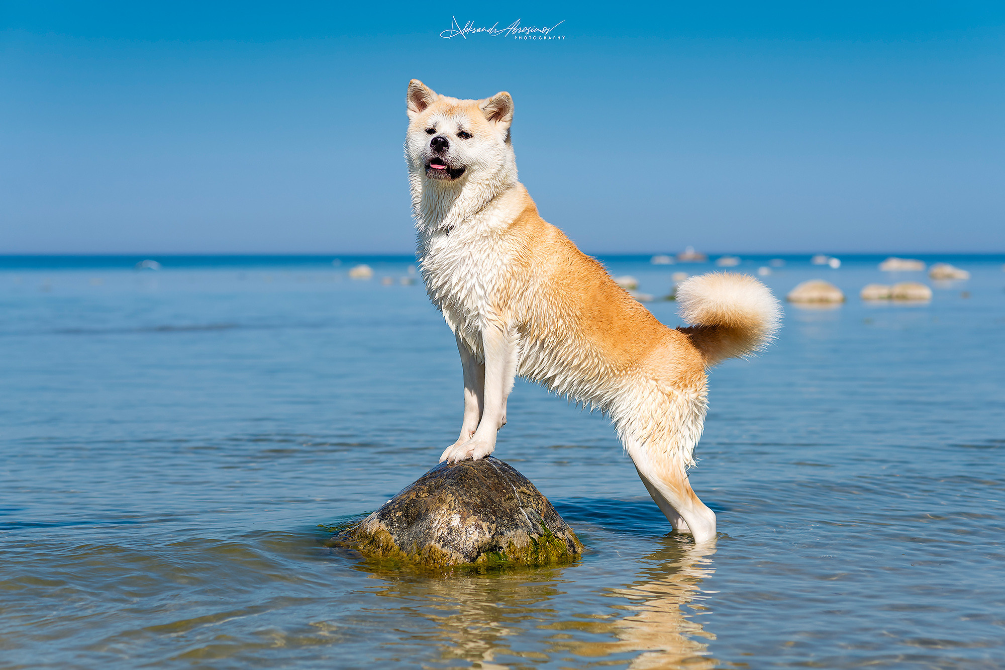 Pets. Домашние питомцы. Aleksandr Abrosimov Photography