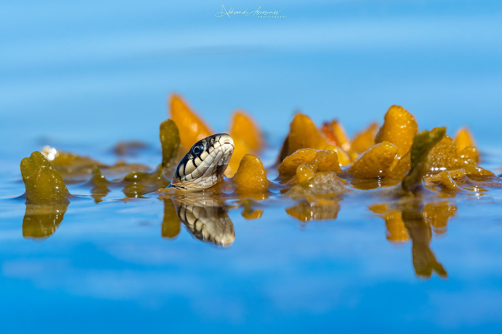 Reptiles. Пресмыкающиеся. Aleksandr Abrosimov Photography